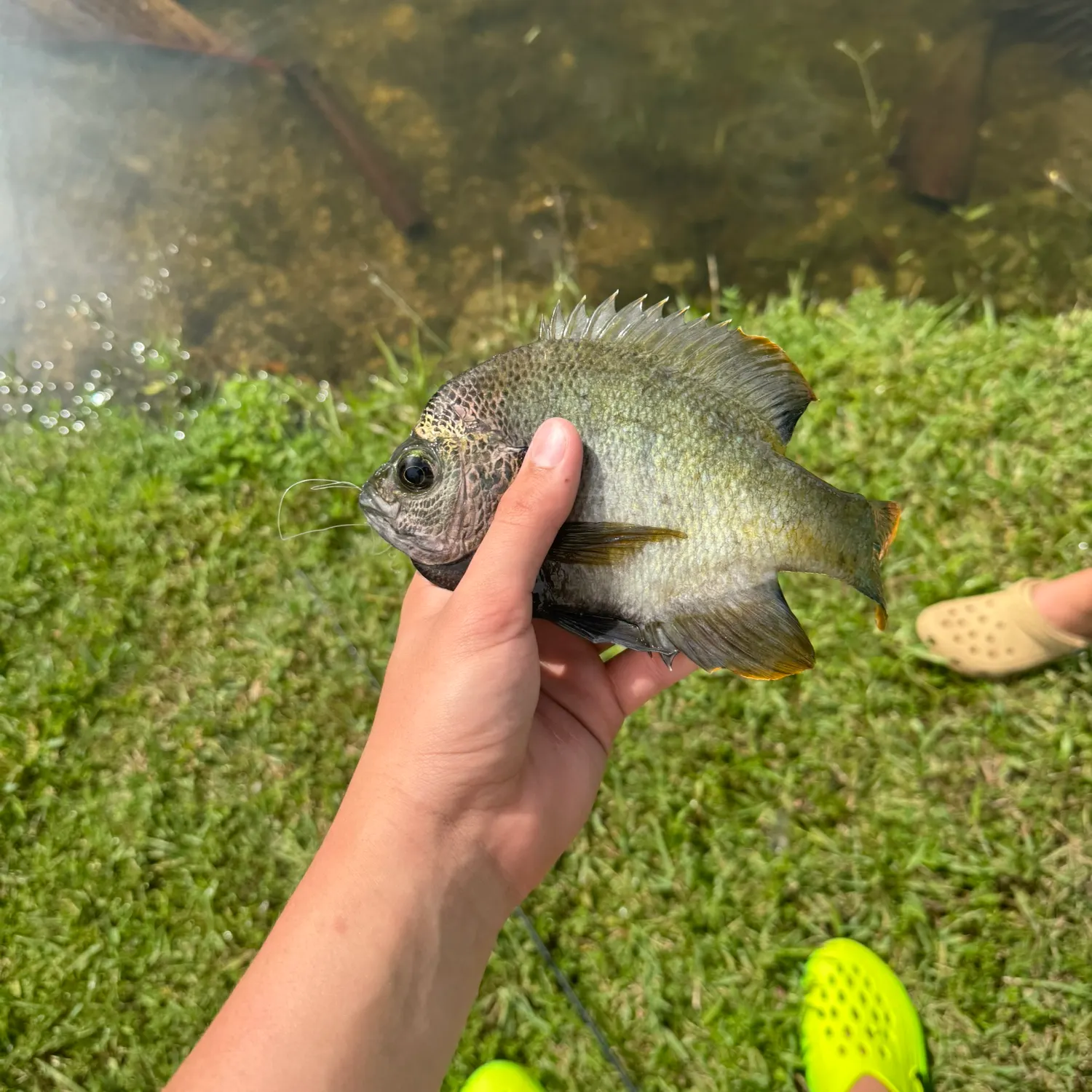 Bluegill caught on Fishbrain