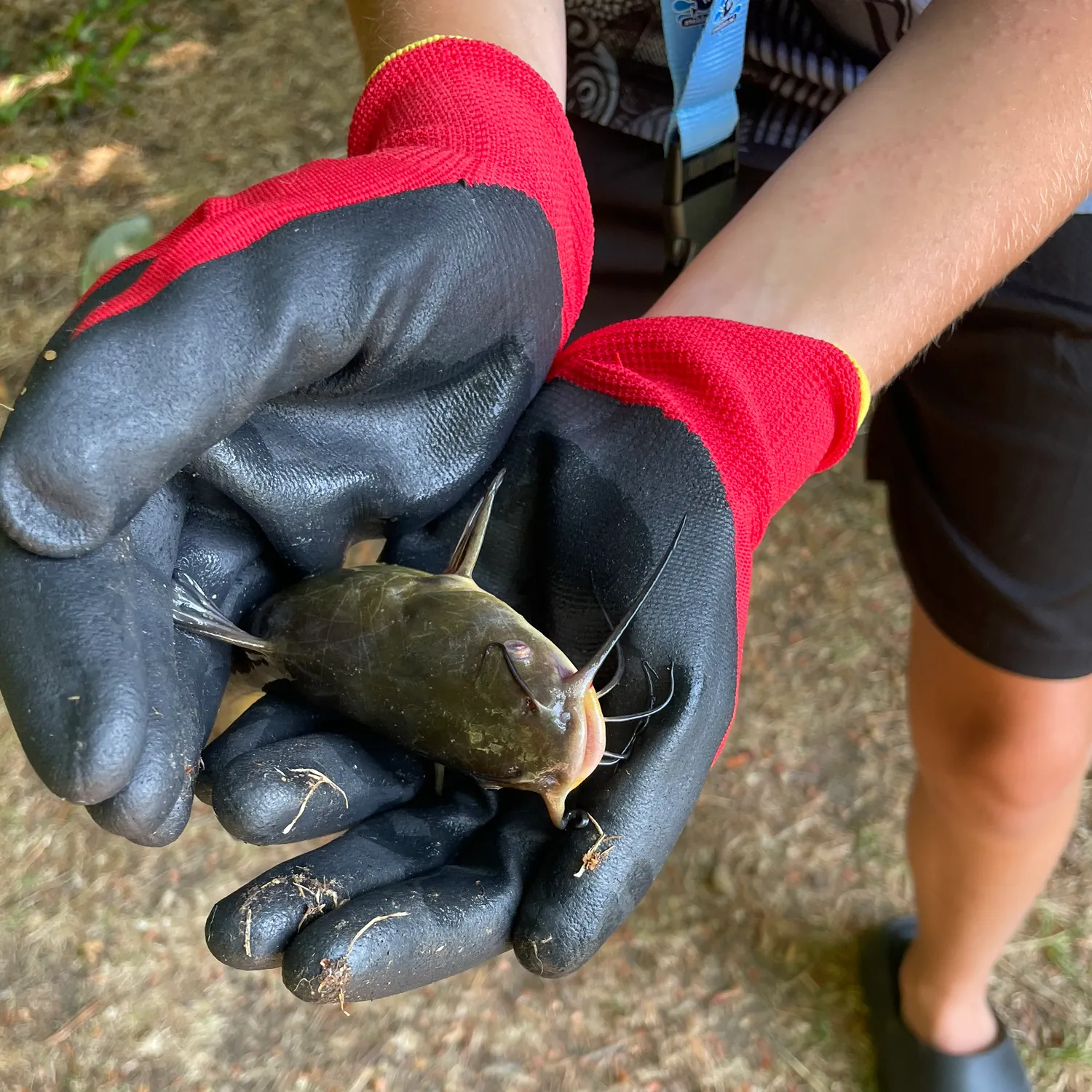 Fish caught on Fishbrain