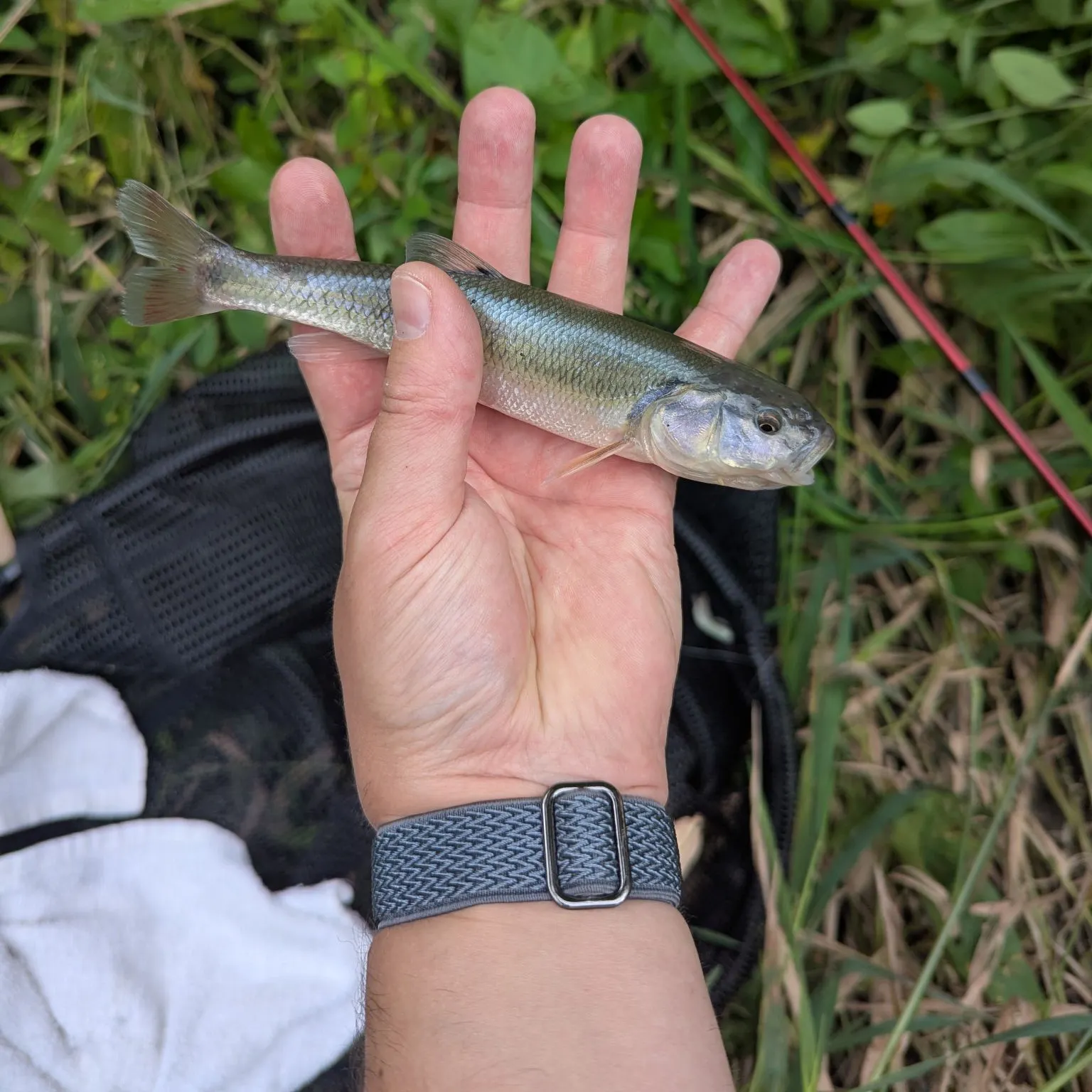 The most recent Creek chub catches on Fishbrain