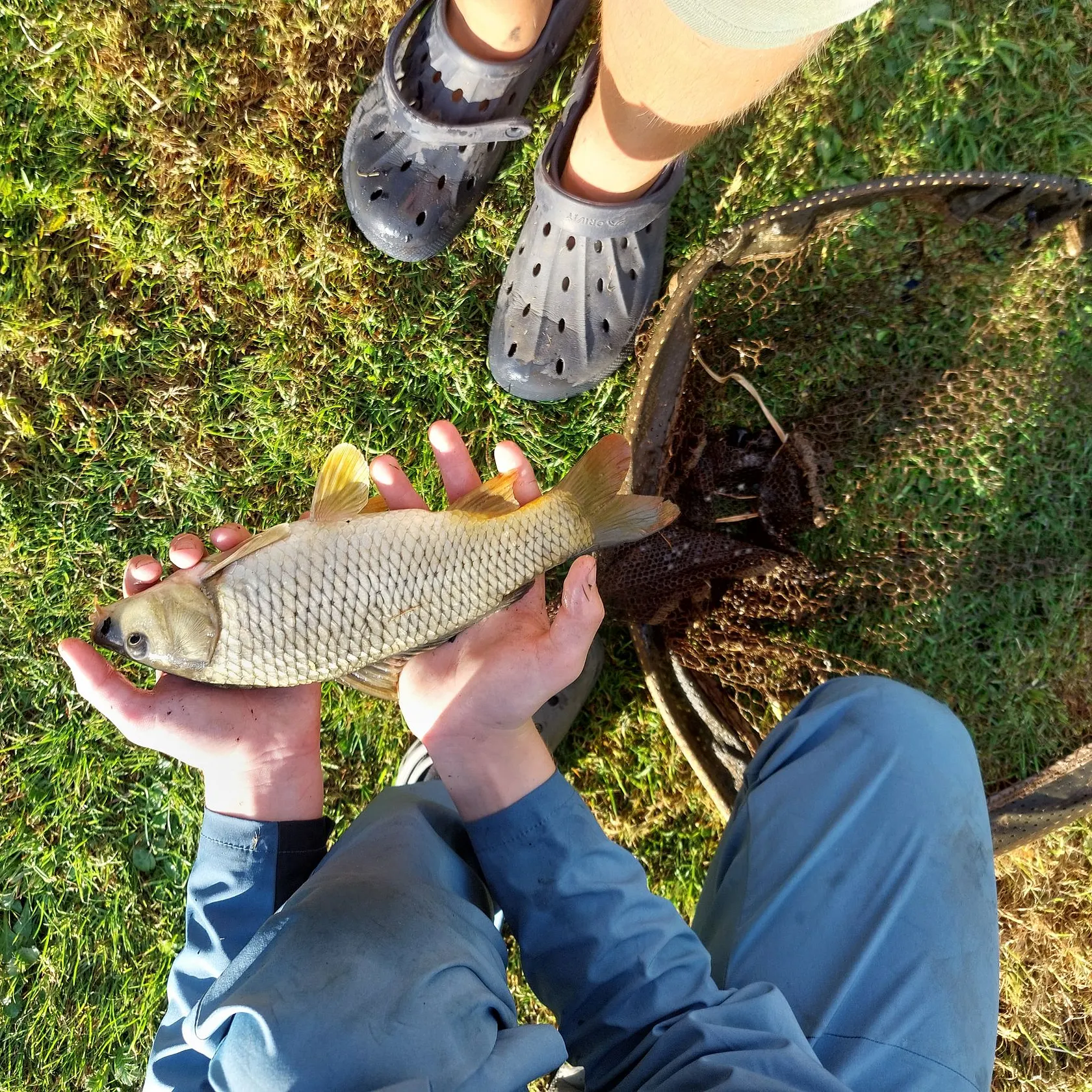 Common carp caught on Fishbrain