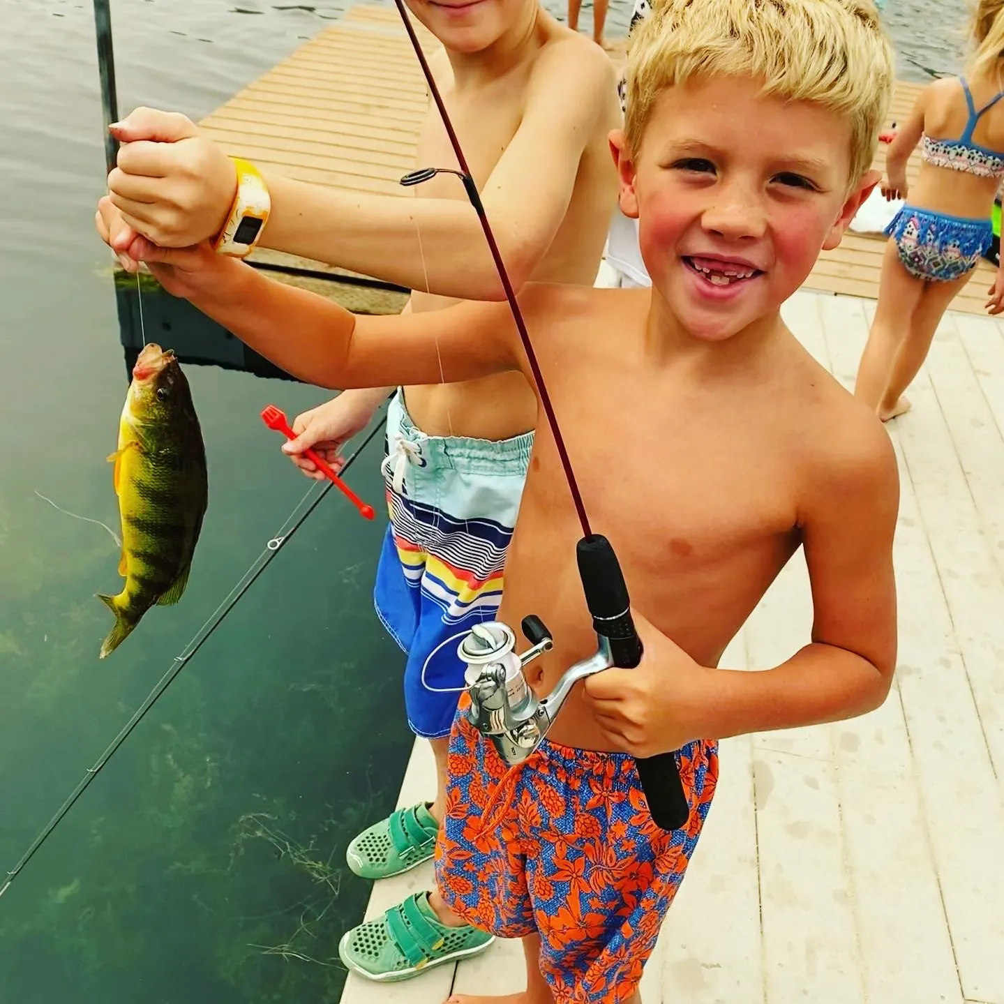Yellow perch caught on Fishbrain