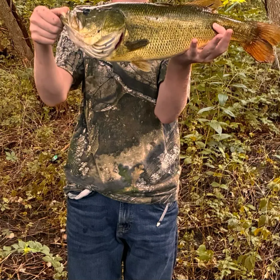 Largemouth bass caught on Fishbrain