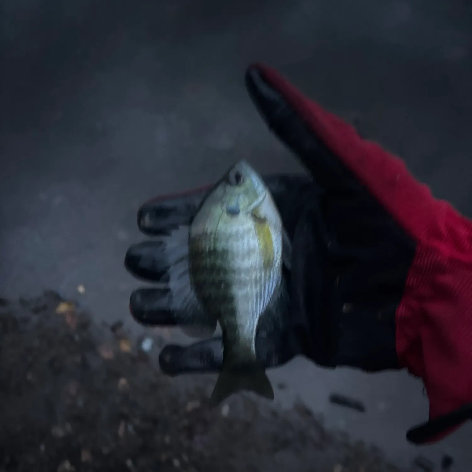 Bluegill caught on Fishbrain