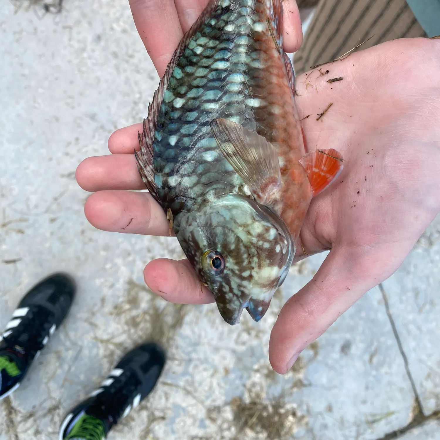 The most recent Stoplight parrotfish catches on Fishbrain
