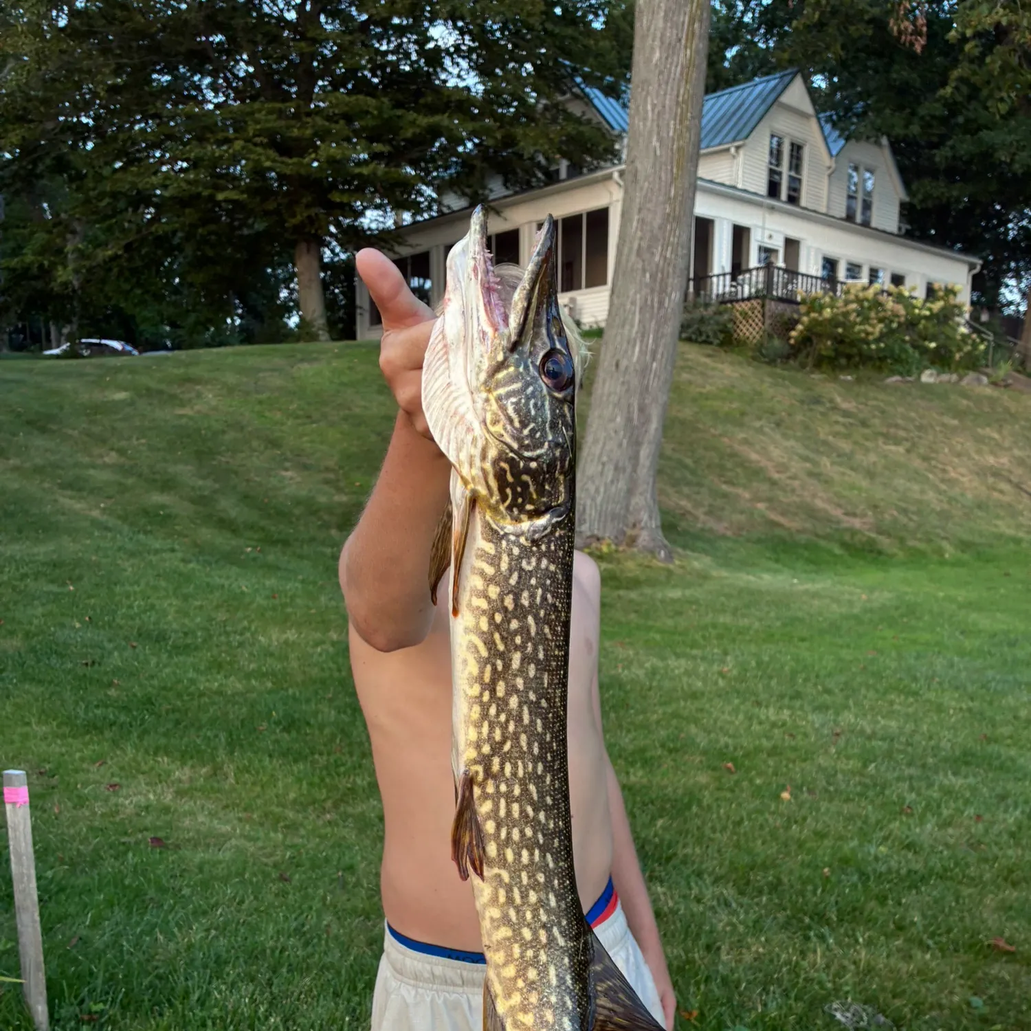 Northern pike caught on Fishbrain