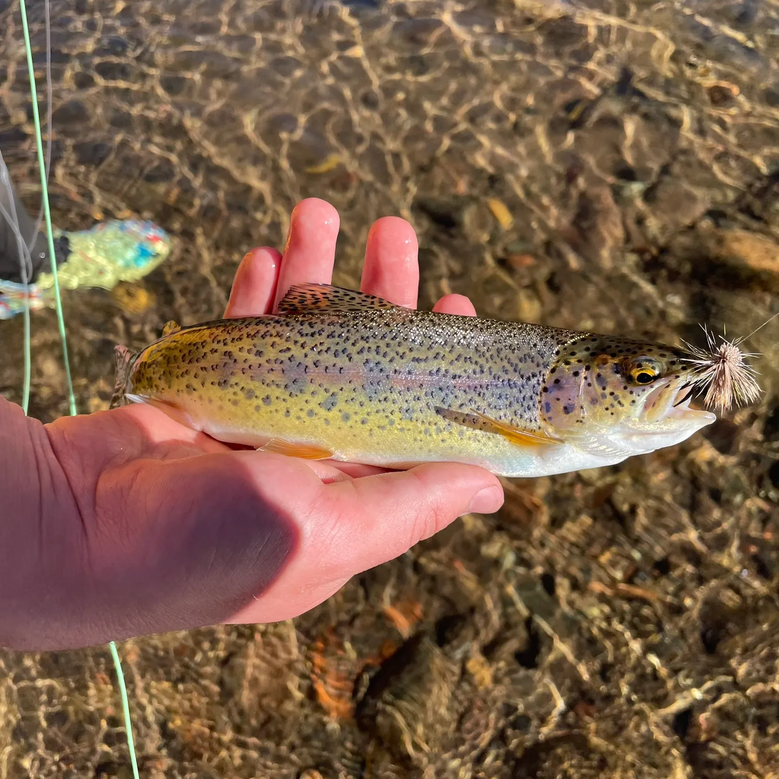 The most recent Cutbow catches on Fishbrain