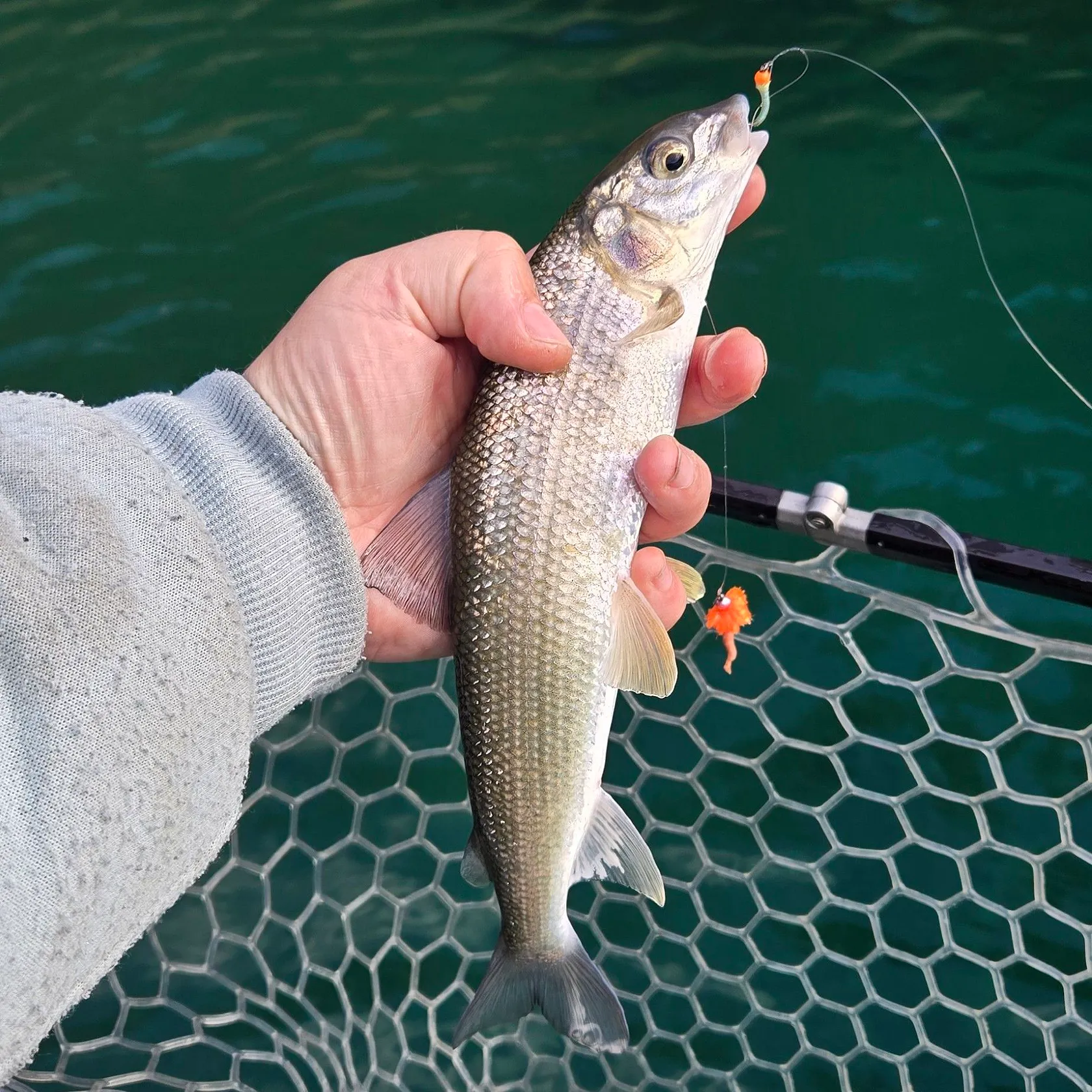 Mountain whitefish caught on Fishbrain