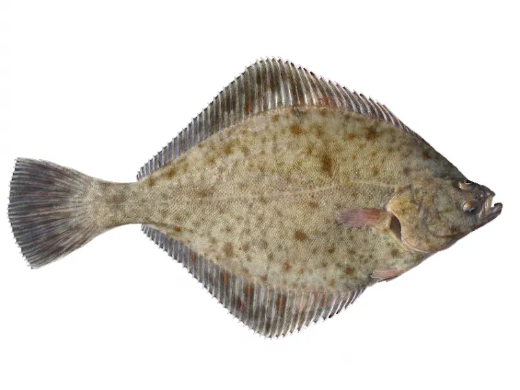 European flounder