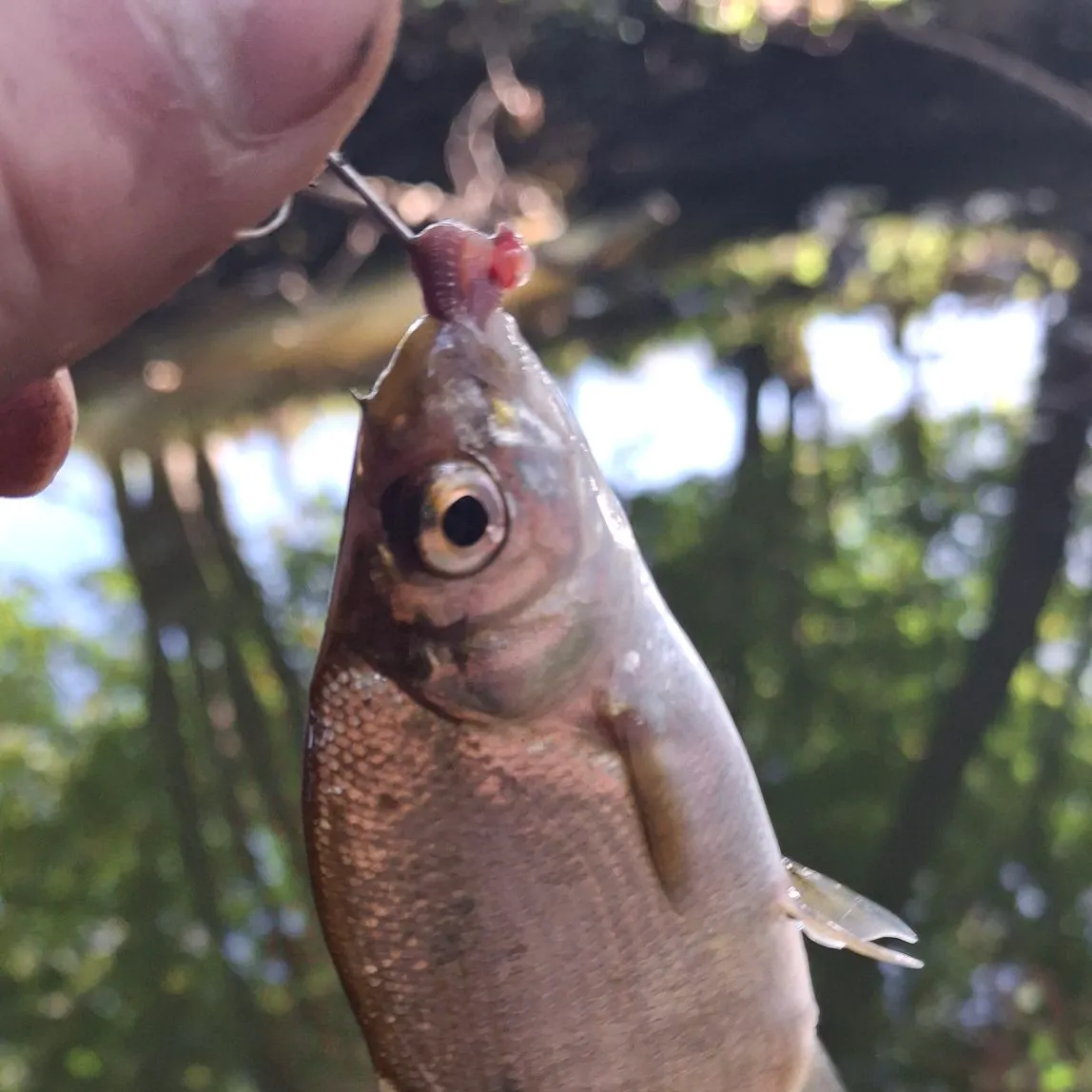 Common bream caught on Fishbrain
