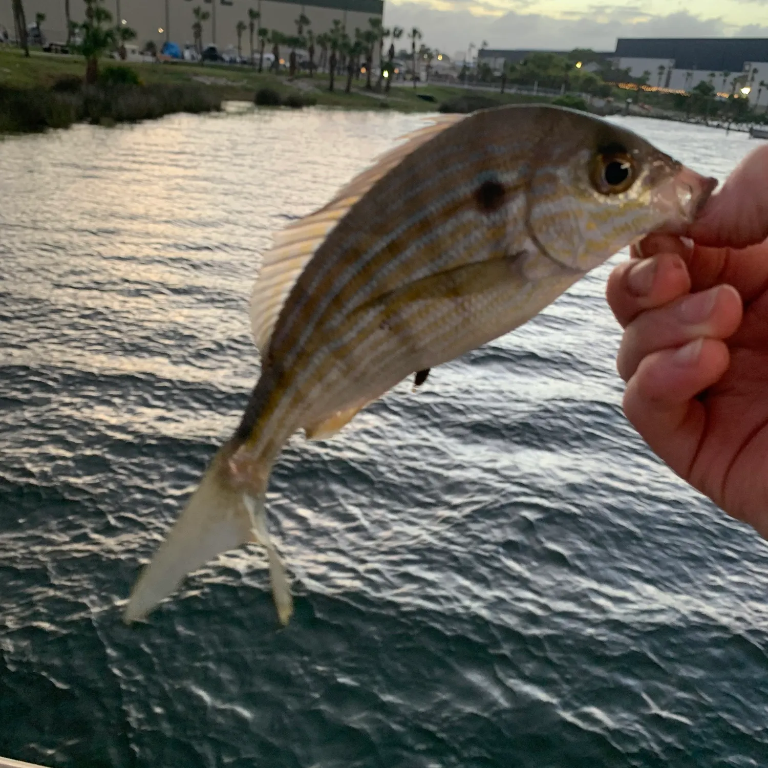 The most recent Pinfish catches on Fishbrain