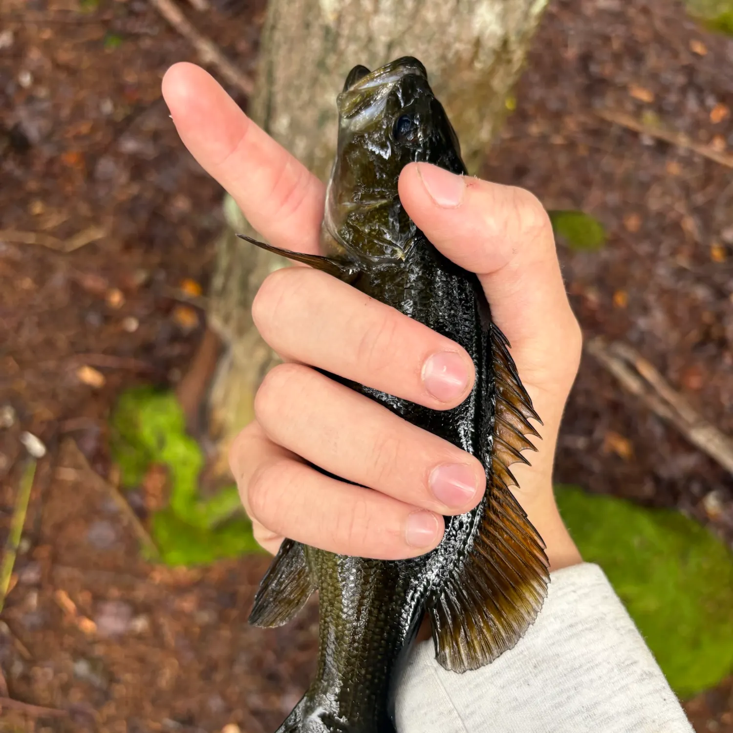 Smallmouth bass caught on Fishbrain