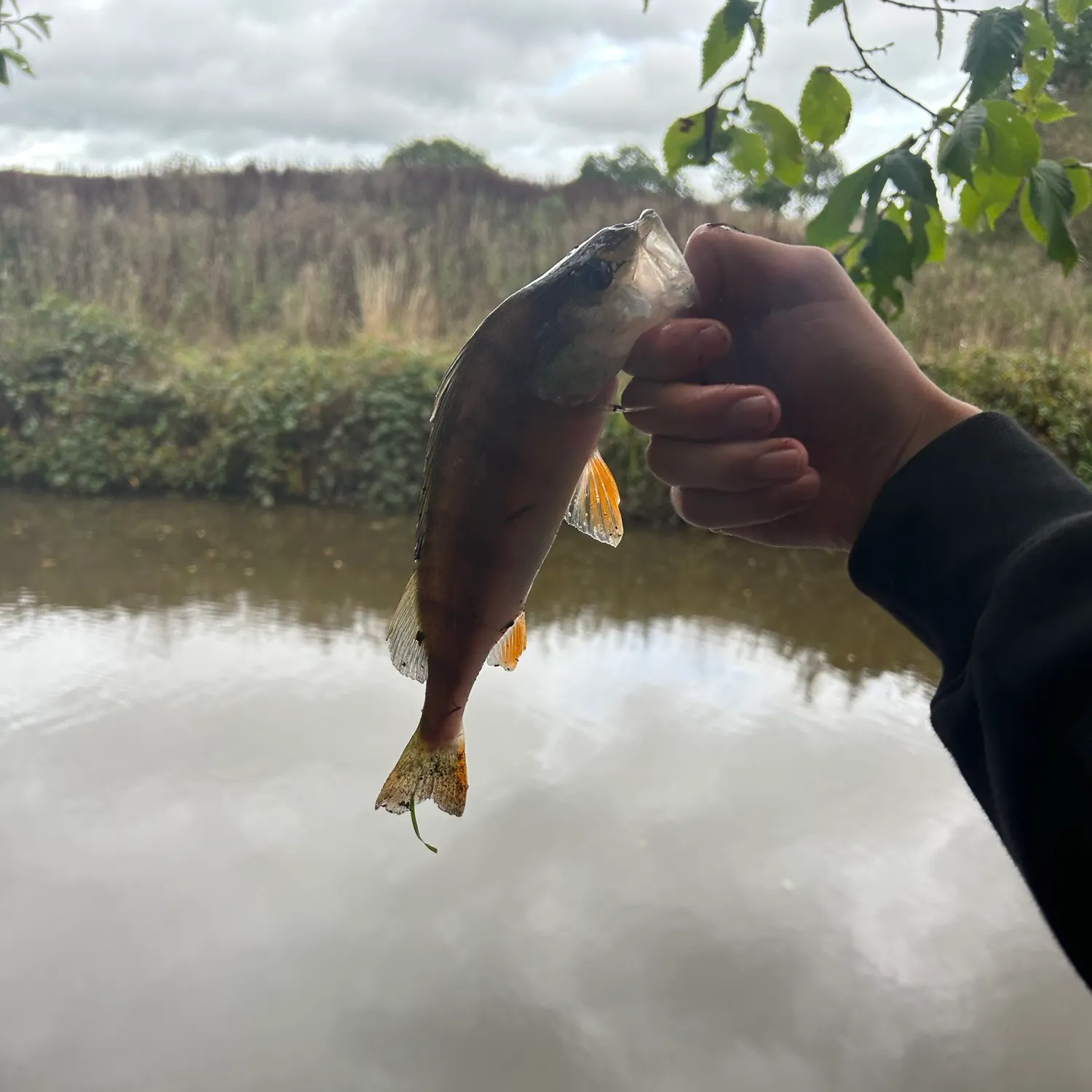 European perch caught on Fishbrain