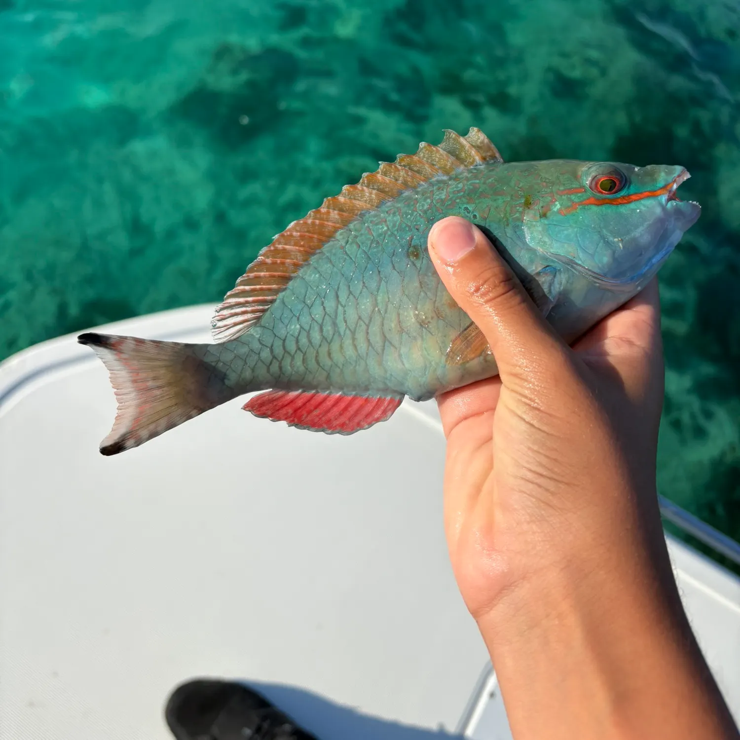 The most recent Redband Parrotfish catches on Fishbrain