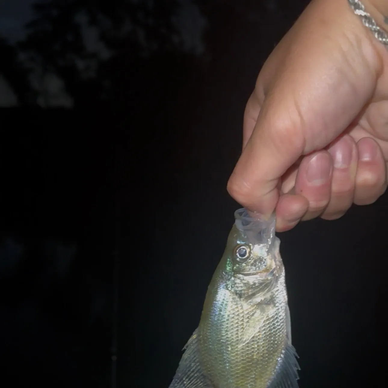 White crappie caught on Fishbrain