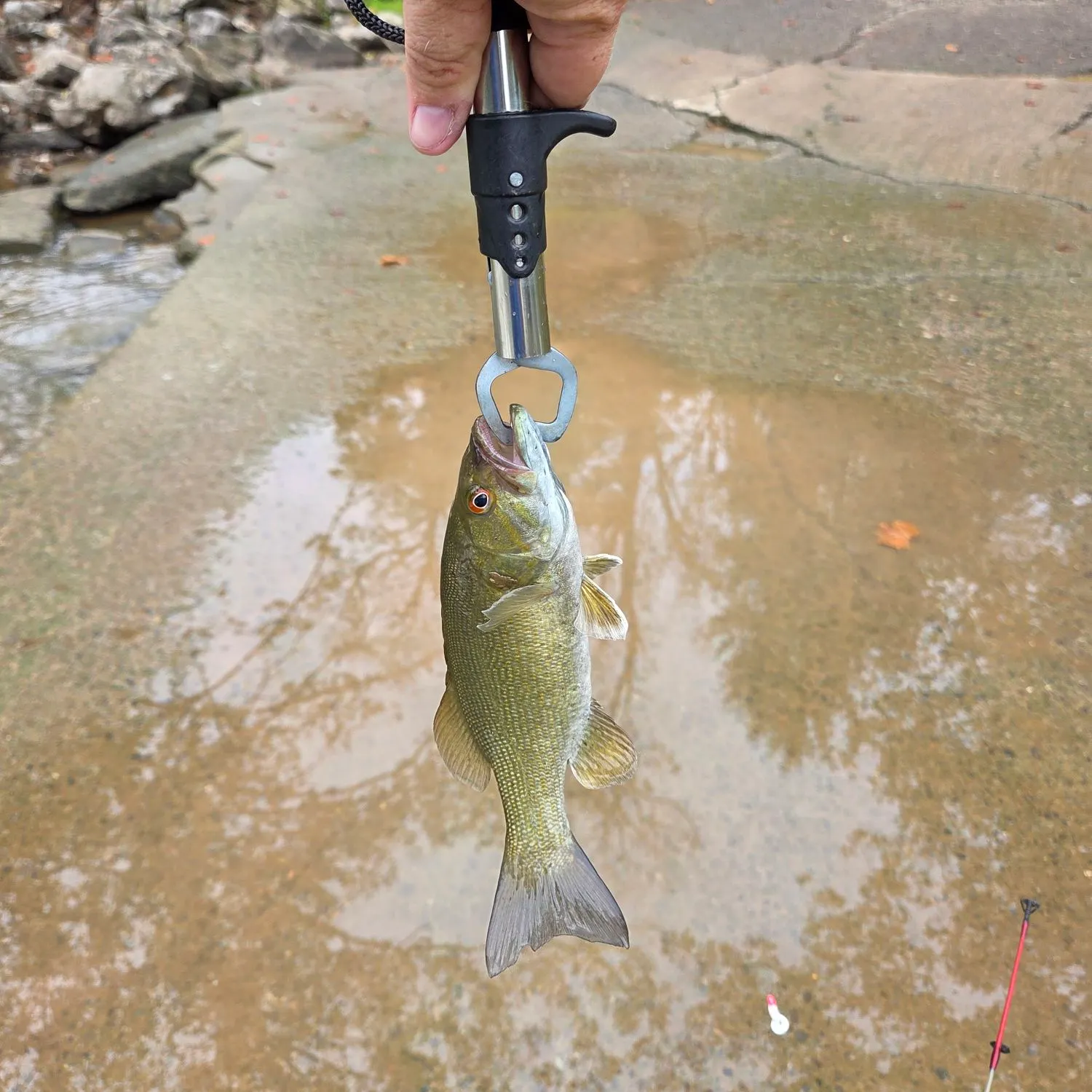 Smallmouth bass caught on Fishbrain