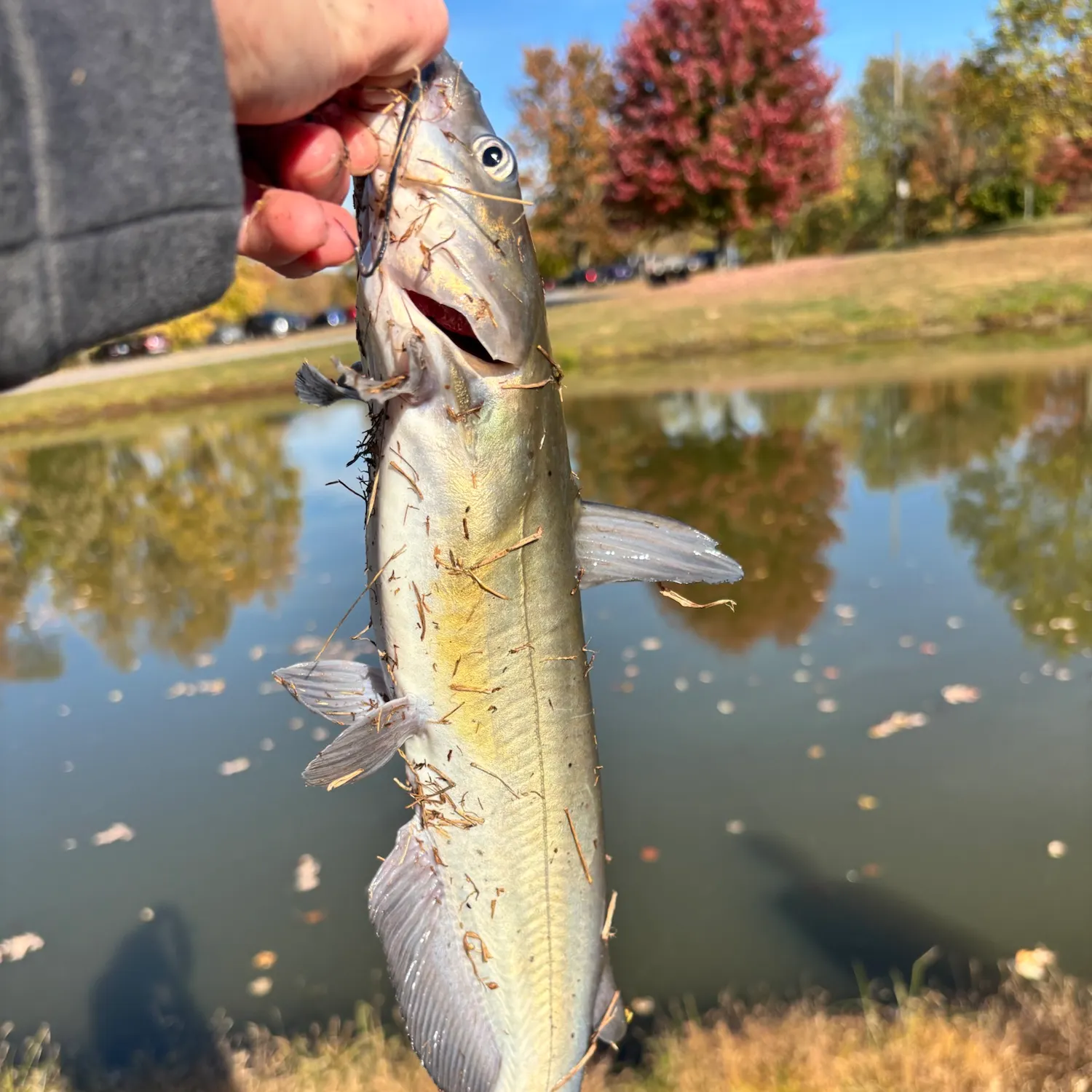 Blue catfish caught on Fishbrain