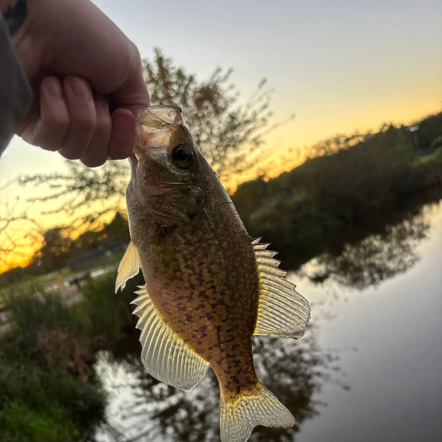 Black crappie caught on Fishbrain
