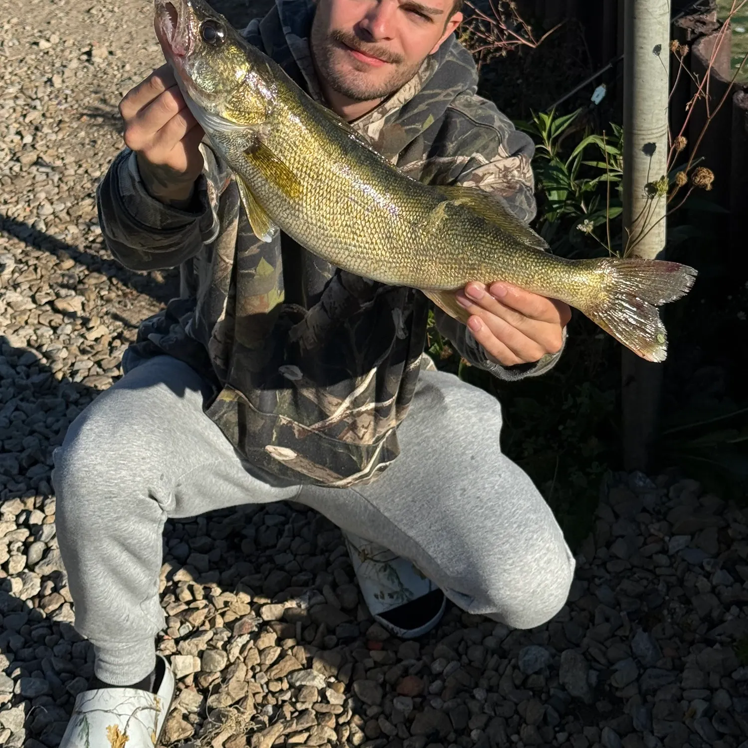 Walleye caught on Fishbrain