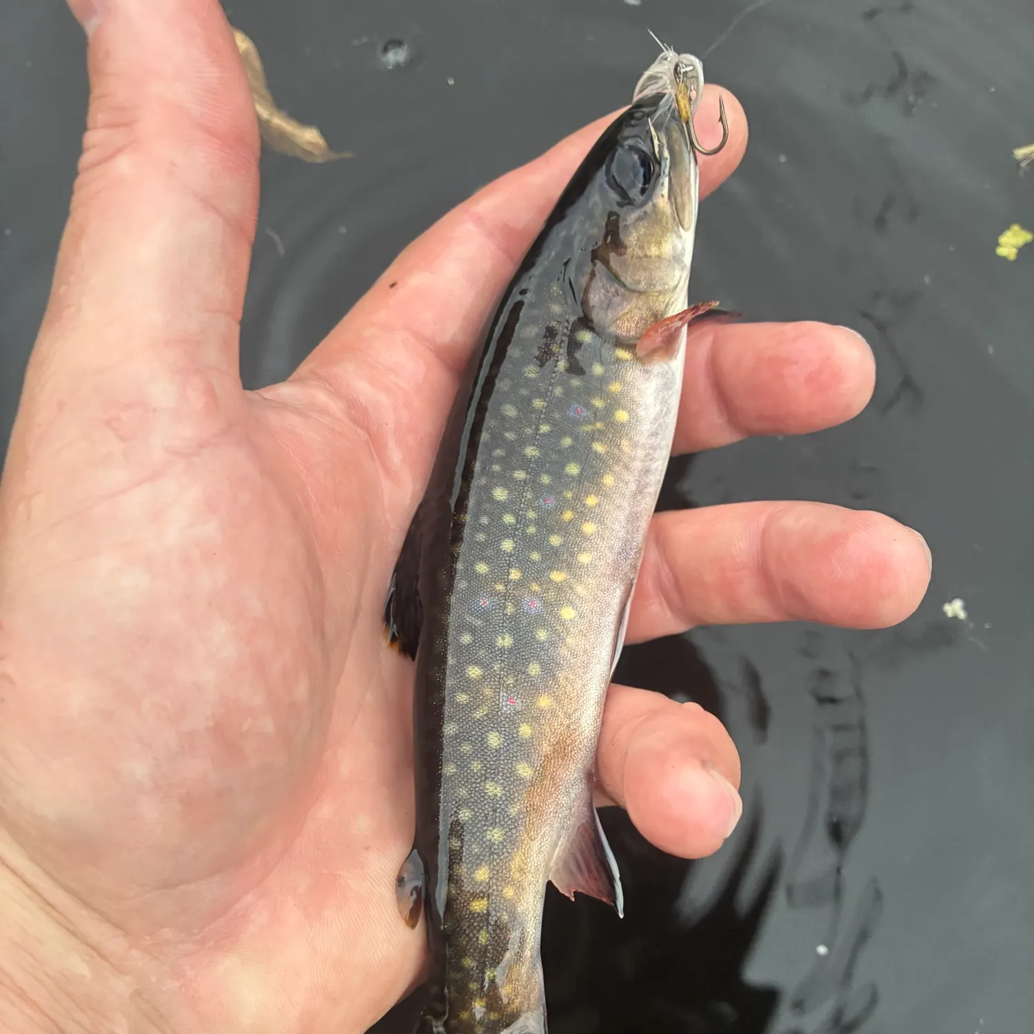 Brook trout caught on Fishbrain