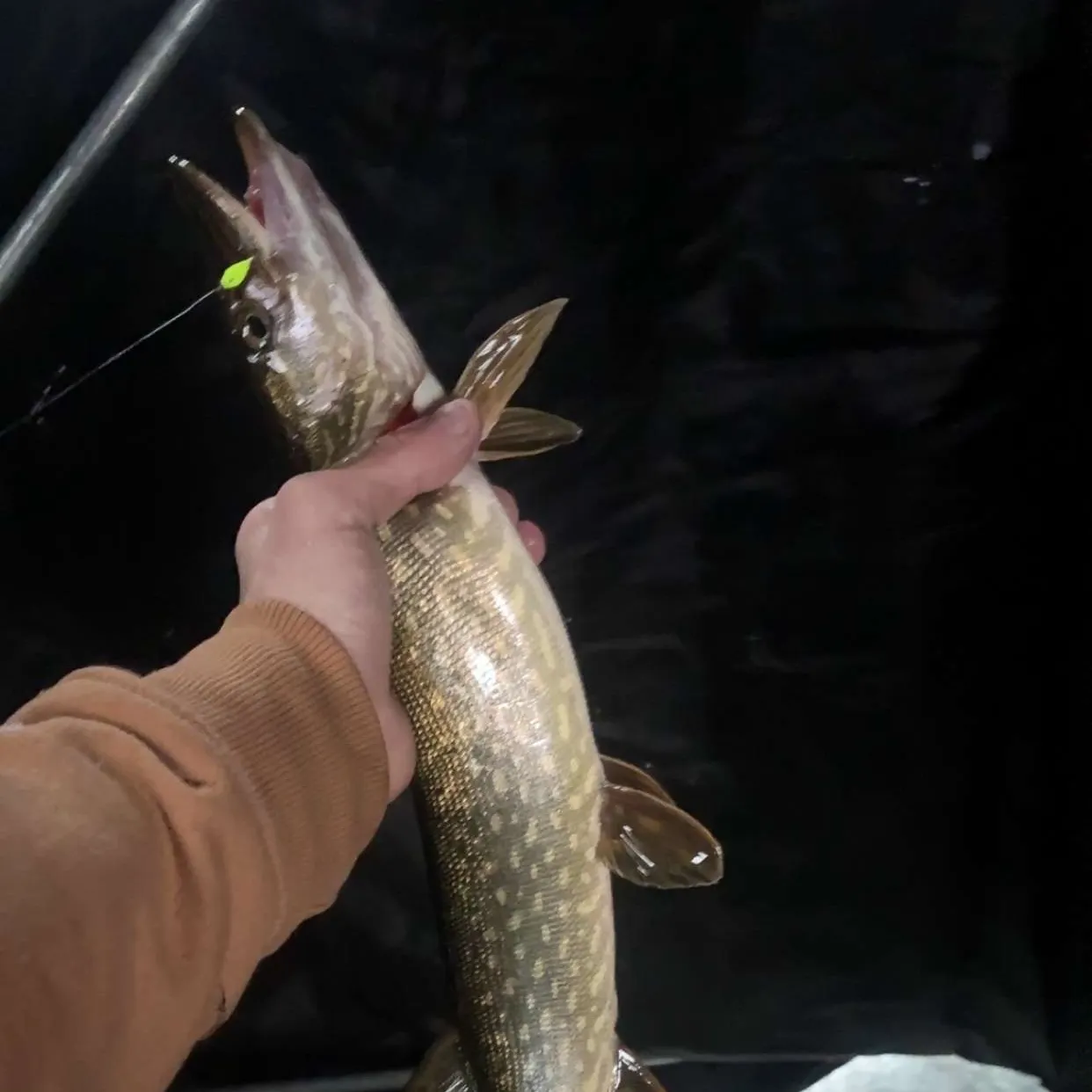 recently logged catches