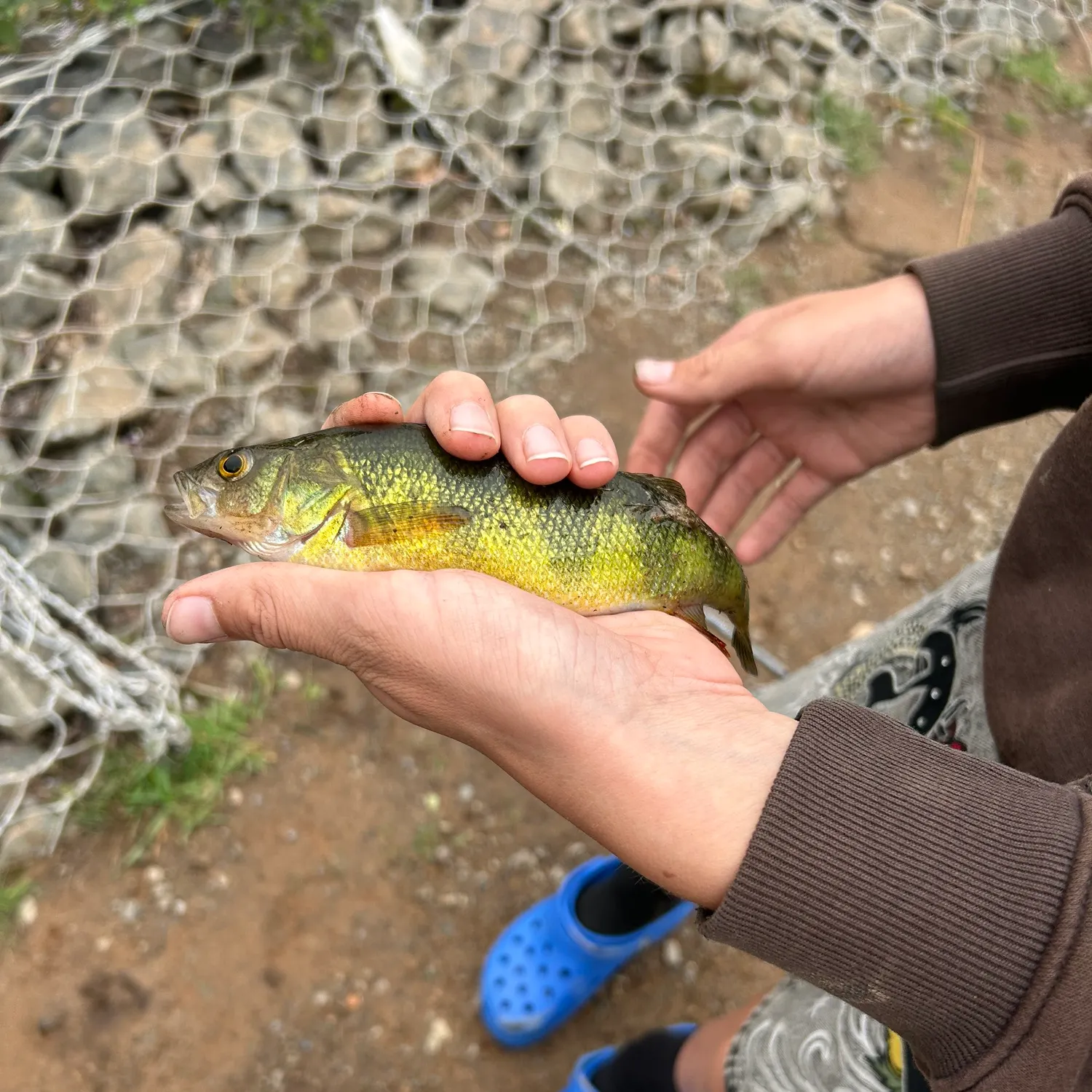 Yellow perch caught on Fishbrain