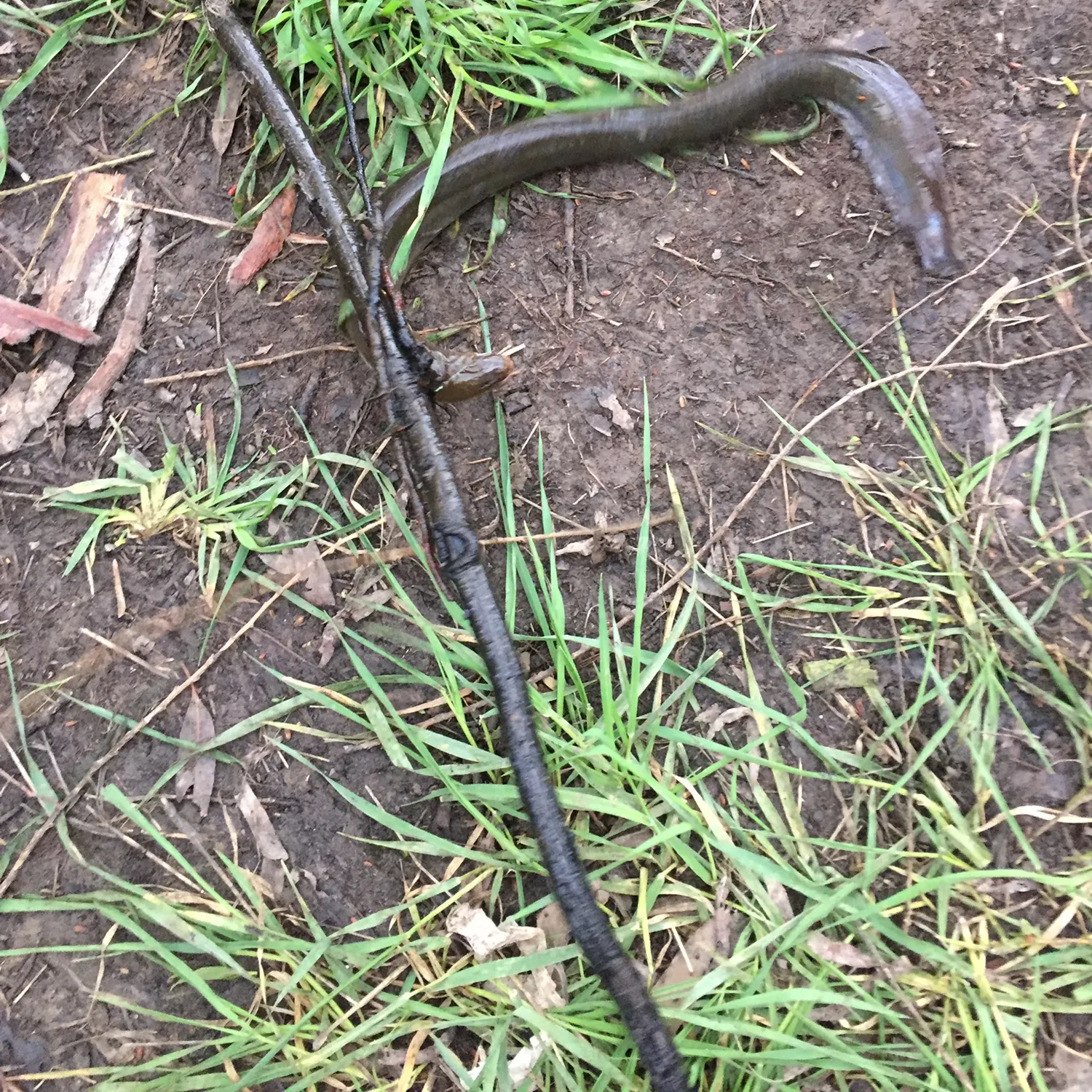 The most recent Shortfin eel catches on Fishbrain