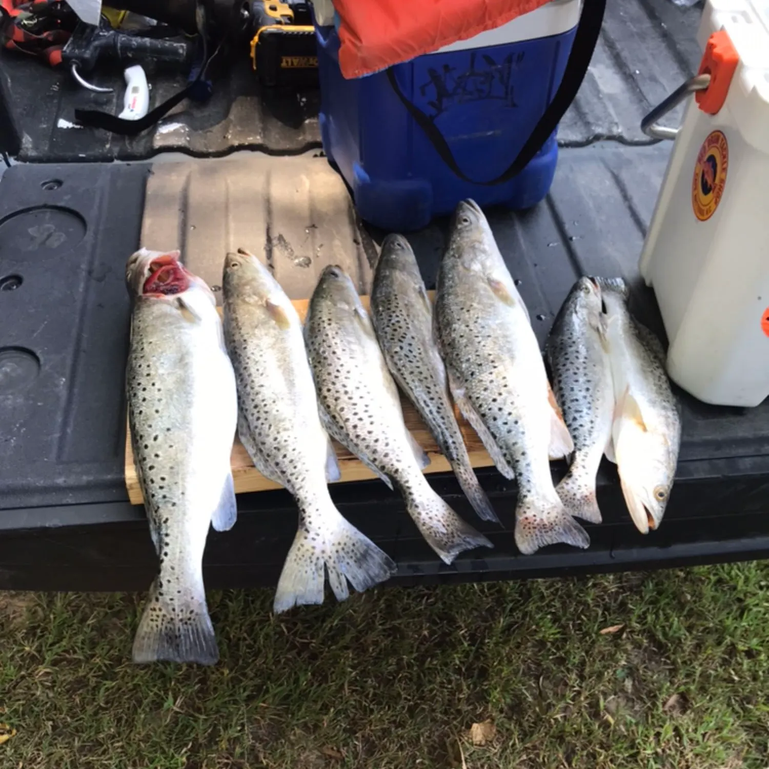 recently logged catches