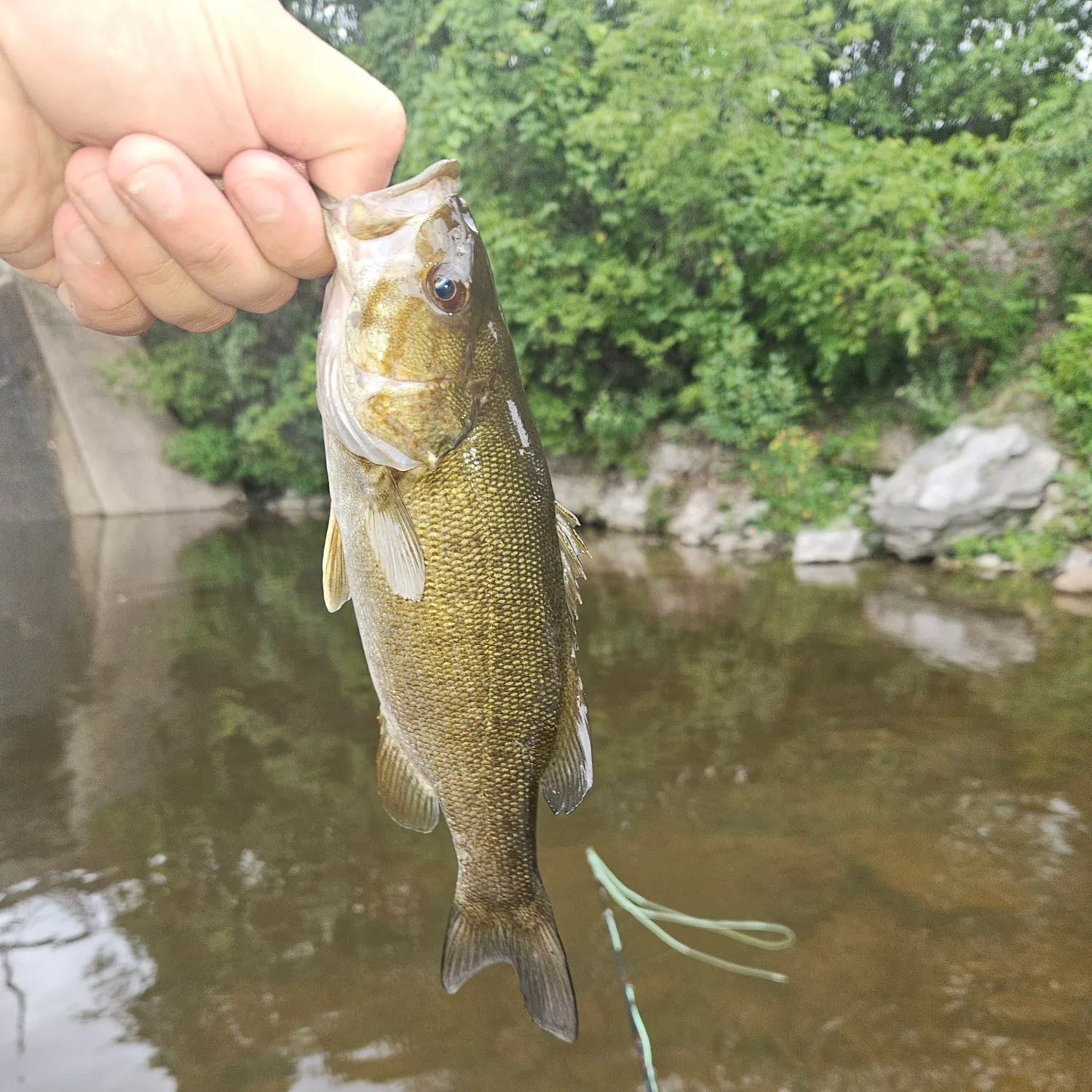 Smallmouth bass caught on Fishbrain