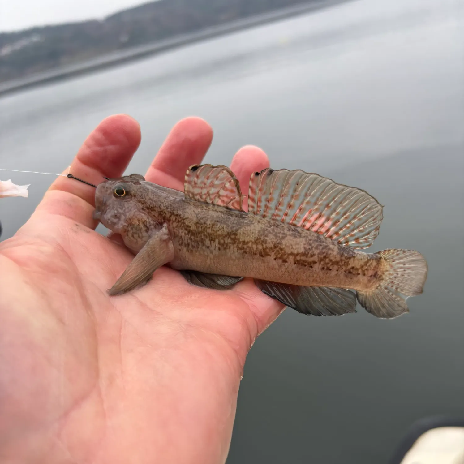 The most recent Black goby catches on Fishbrain