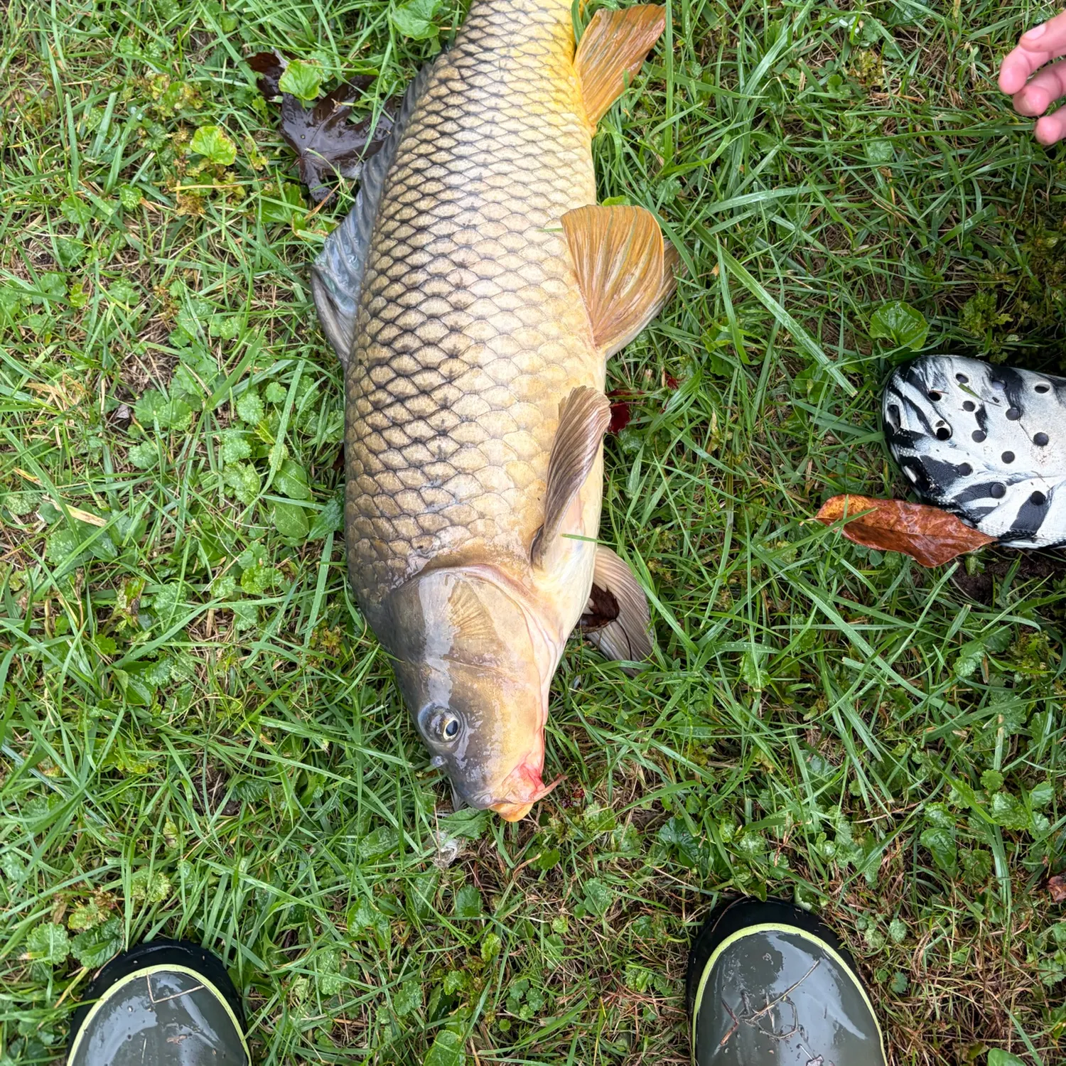 Fish caught on Fishbrain