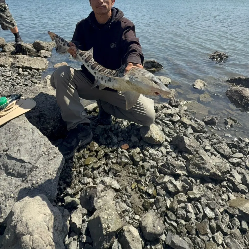 Leopard shark caught on Fishbrain