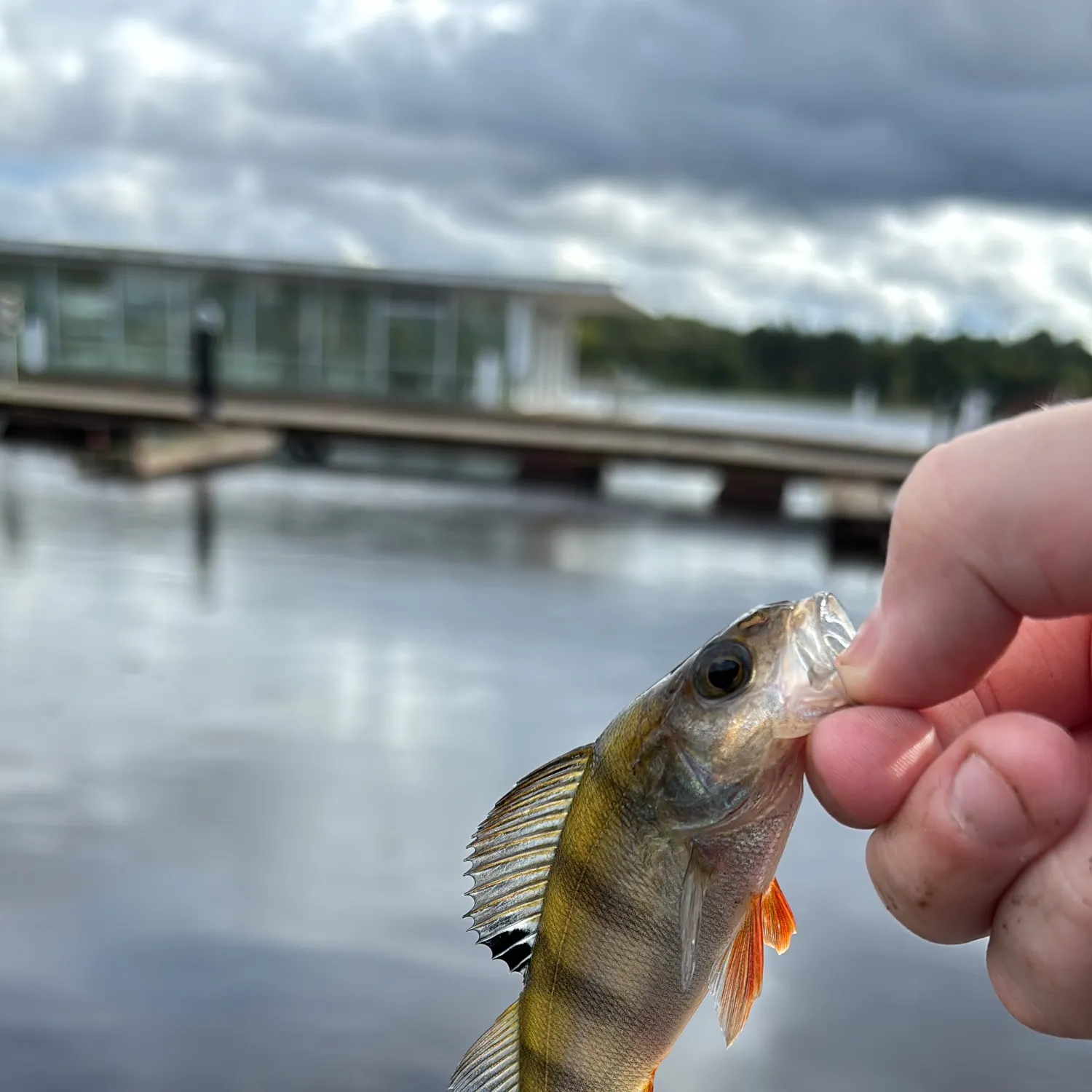 European perch caught on Fishbrain