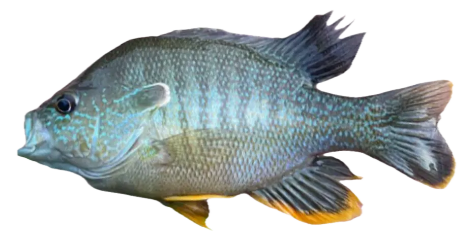 Longear x green sunfish