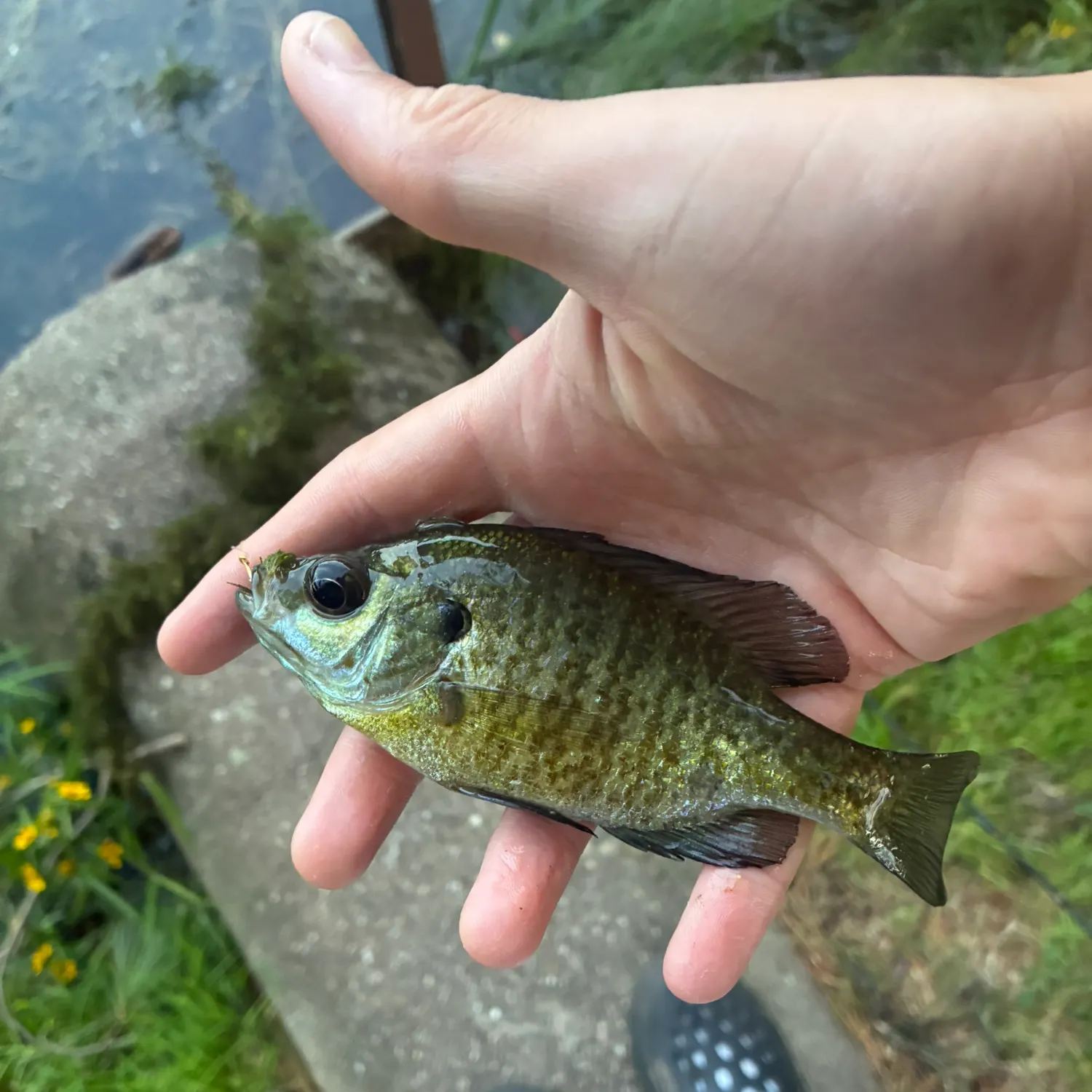 Bluegill caught on Fishbrain