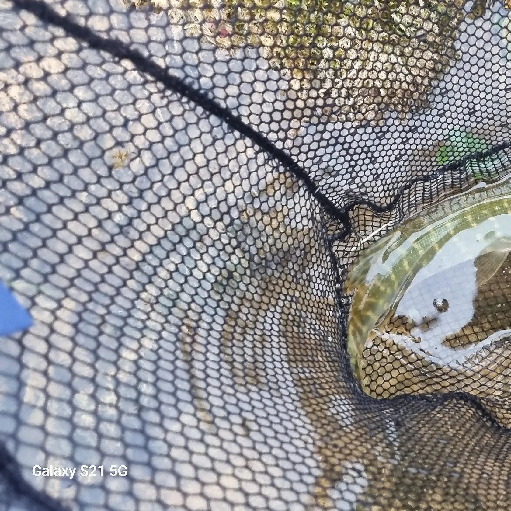 Northern pike caught on Fishbrain