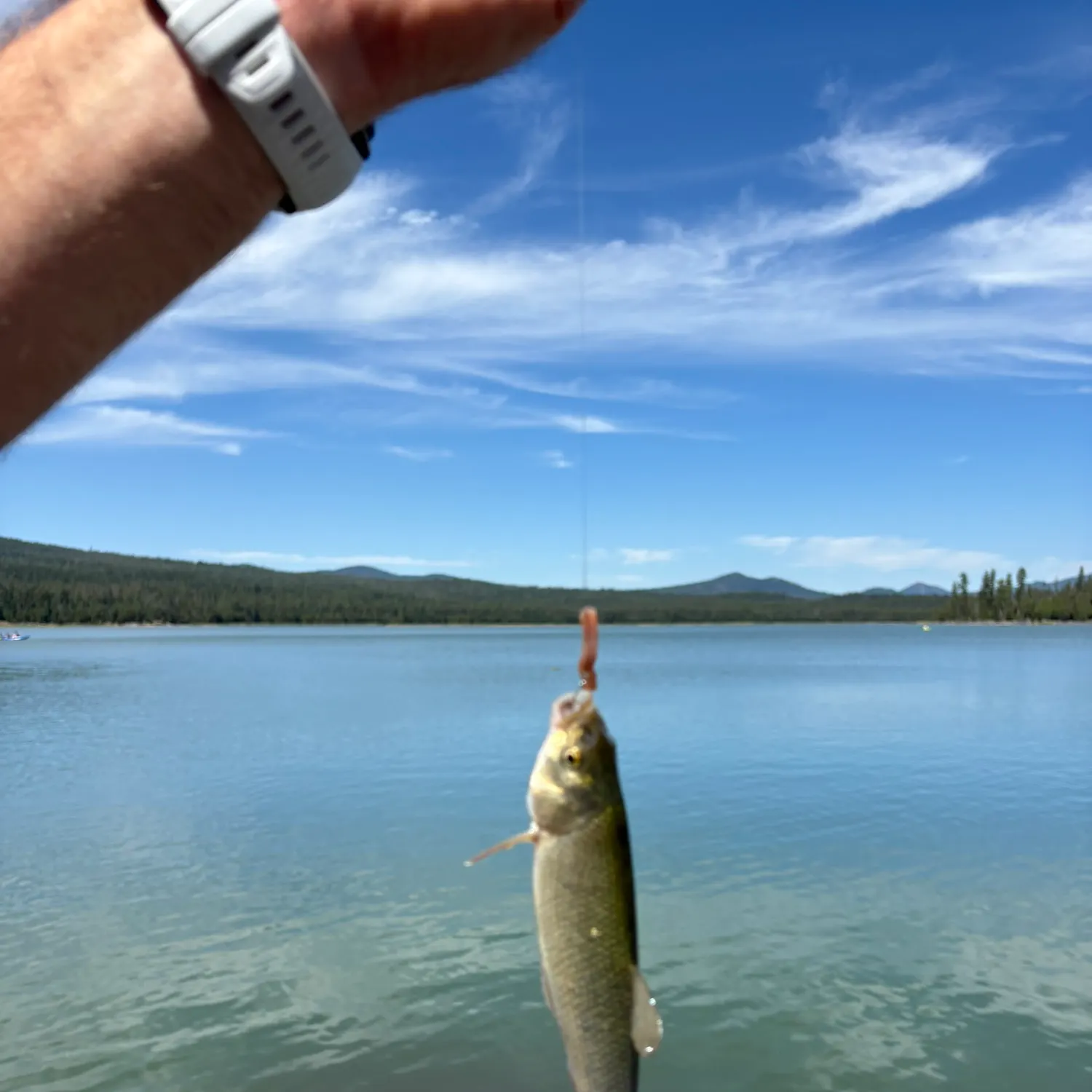 Rainbow trout caught on Fishbrain