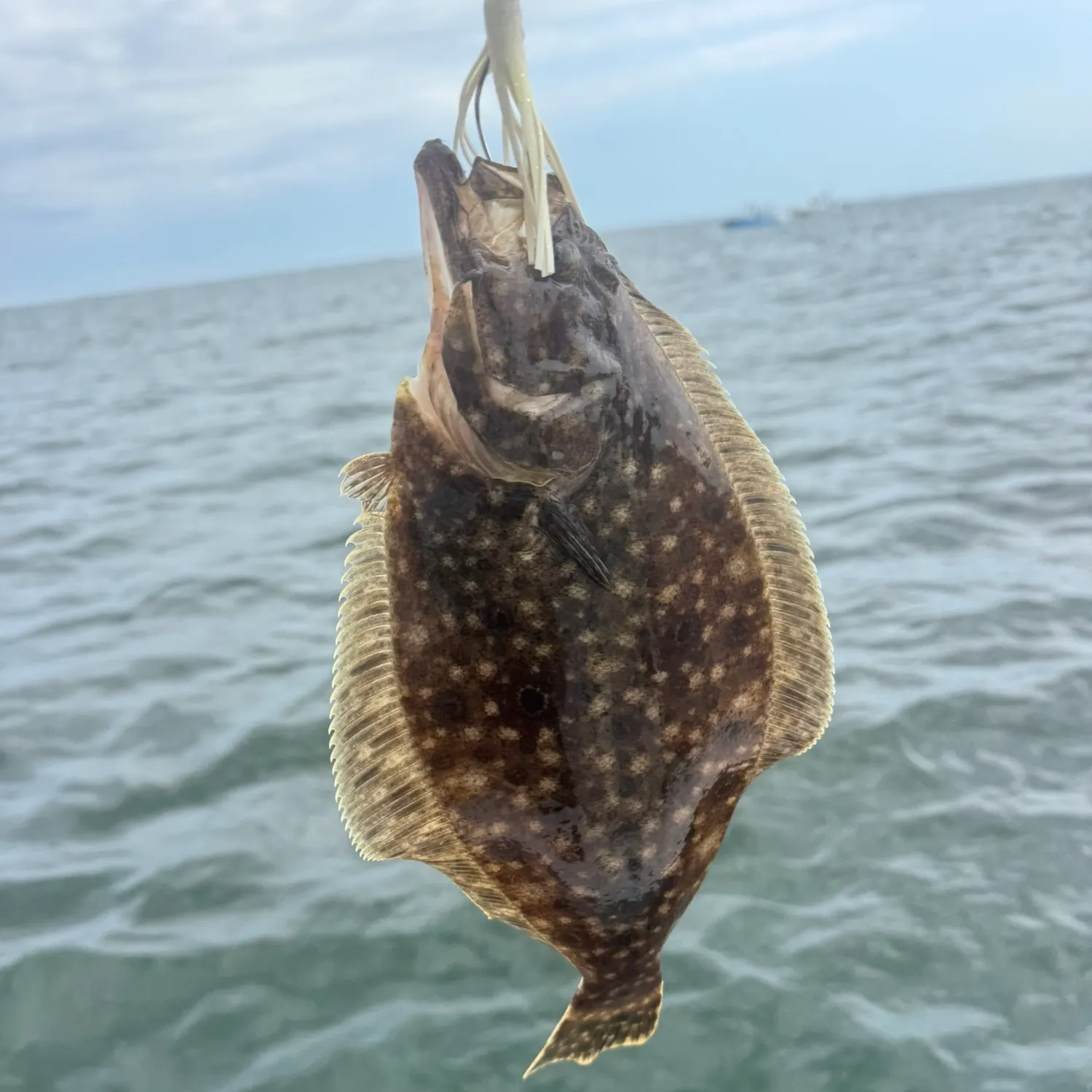 Summer flounder caught on Fishbrain