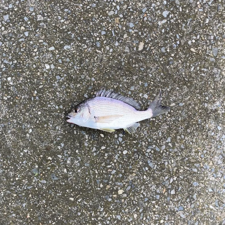 Southern black bream caught on Fishbrain