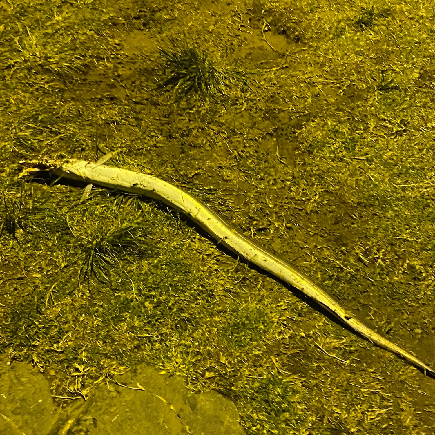 The most recent Common pike conger catches on Fishbrain