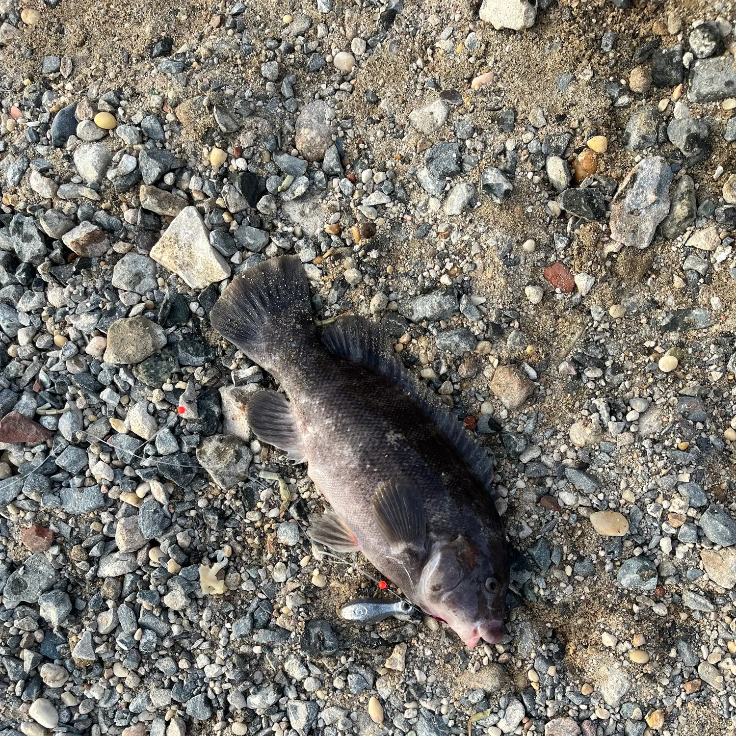 Tautog caught on Fishbrain