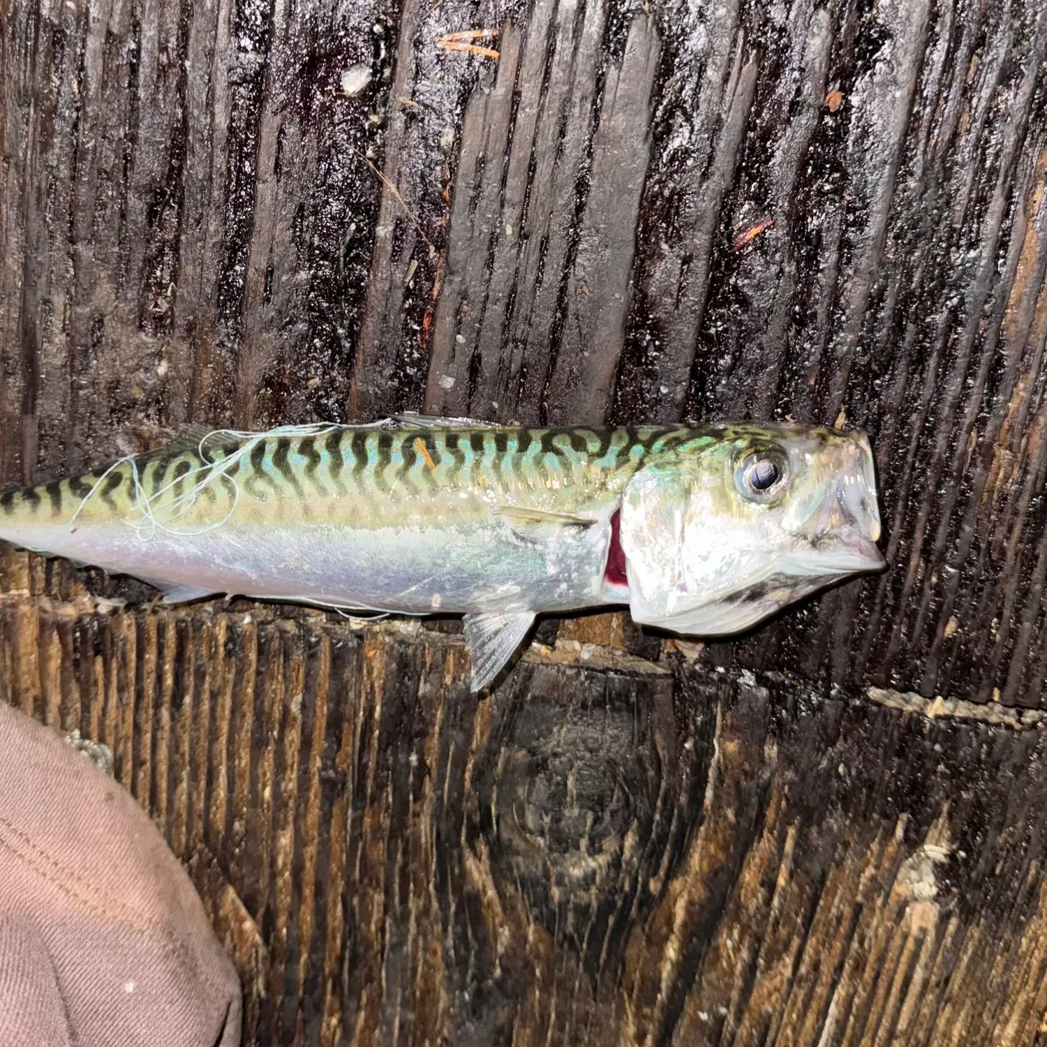 Pacific chub mackerel caught on Fishbrain