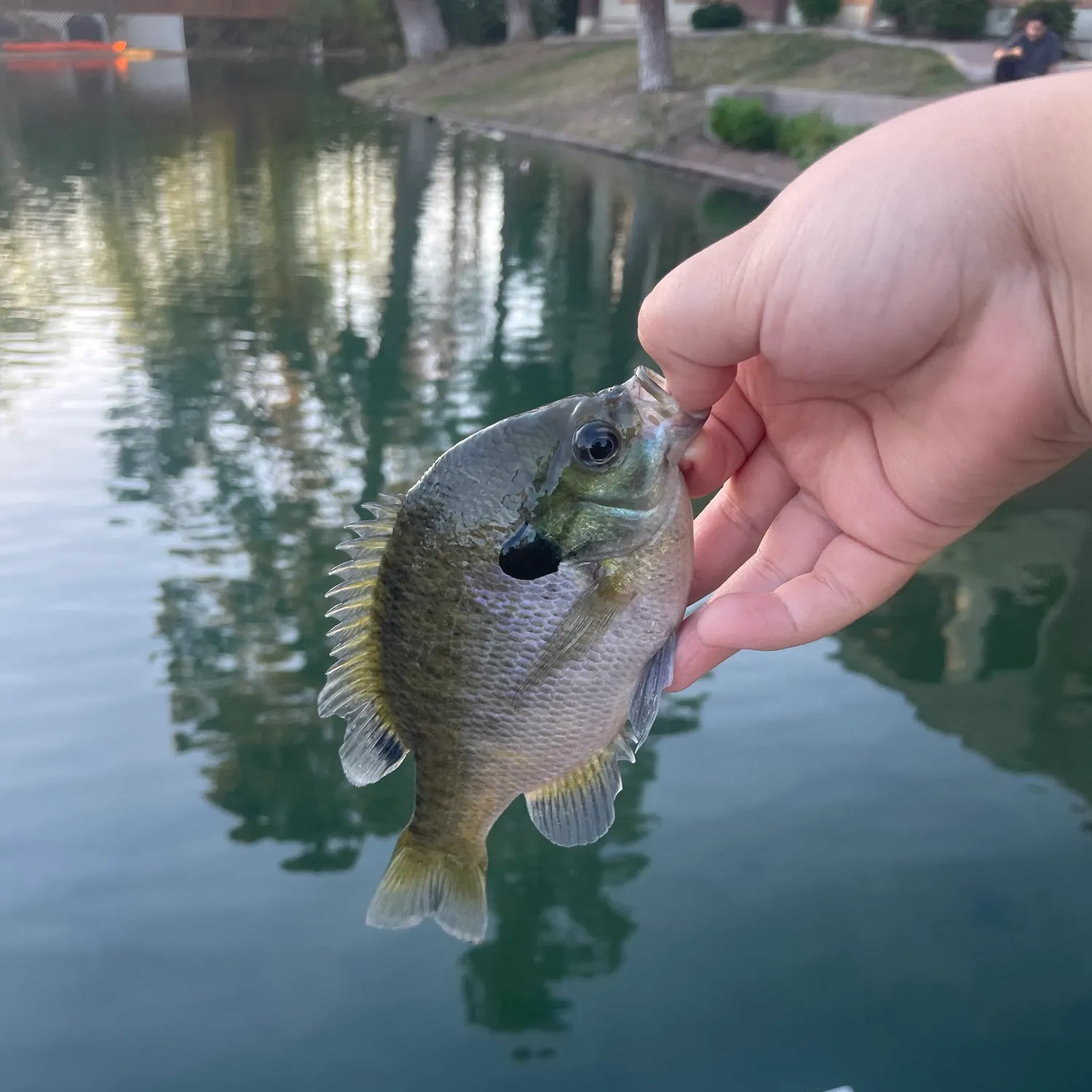 Bluegill caught on Fishbrain