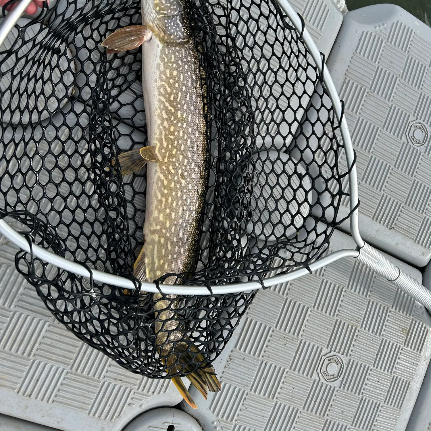 Northern pike caught on Fishbrain