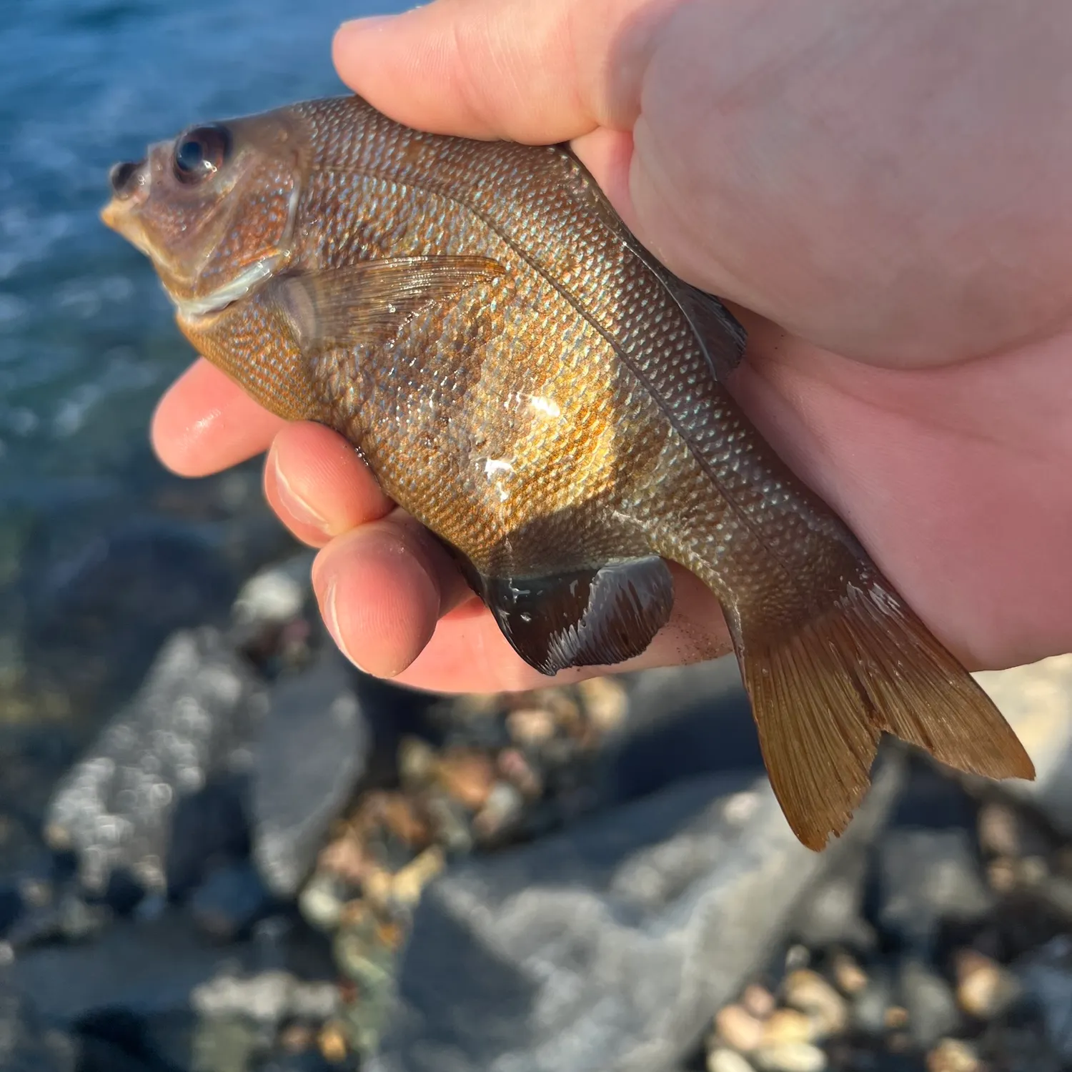 Black perch caught on Fishbrain
