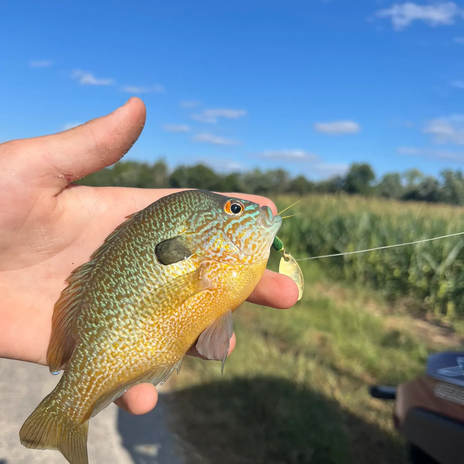 The most recent Longear sunfish catches on Fishbrain
