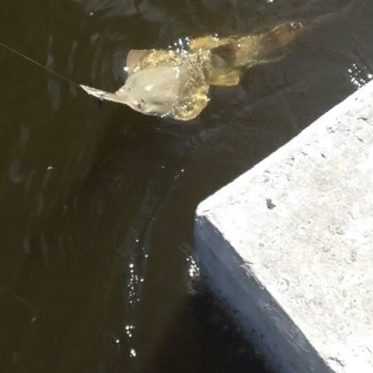 The most recent Smalltooth sawfish catches on Fishbrain