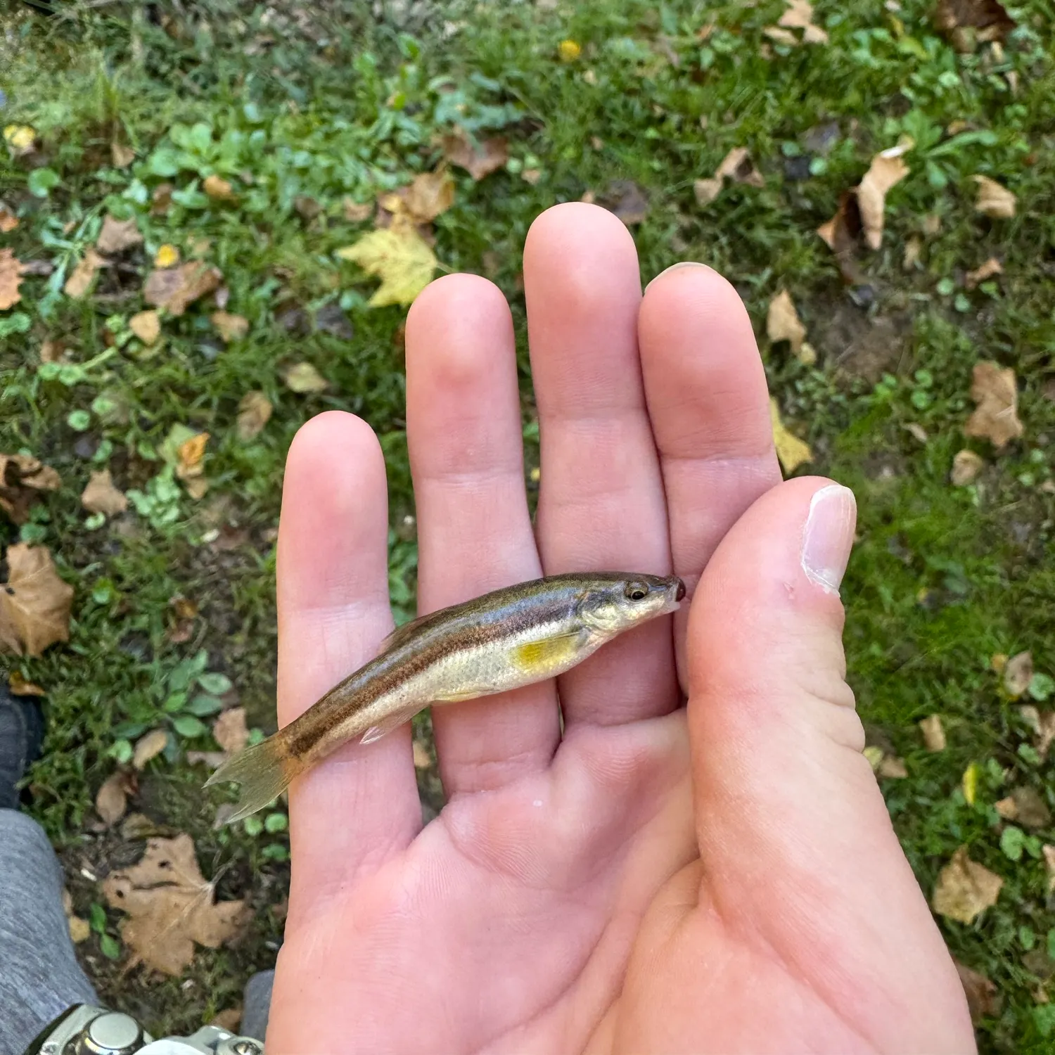Western blacknose dace caught on Fishbrain