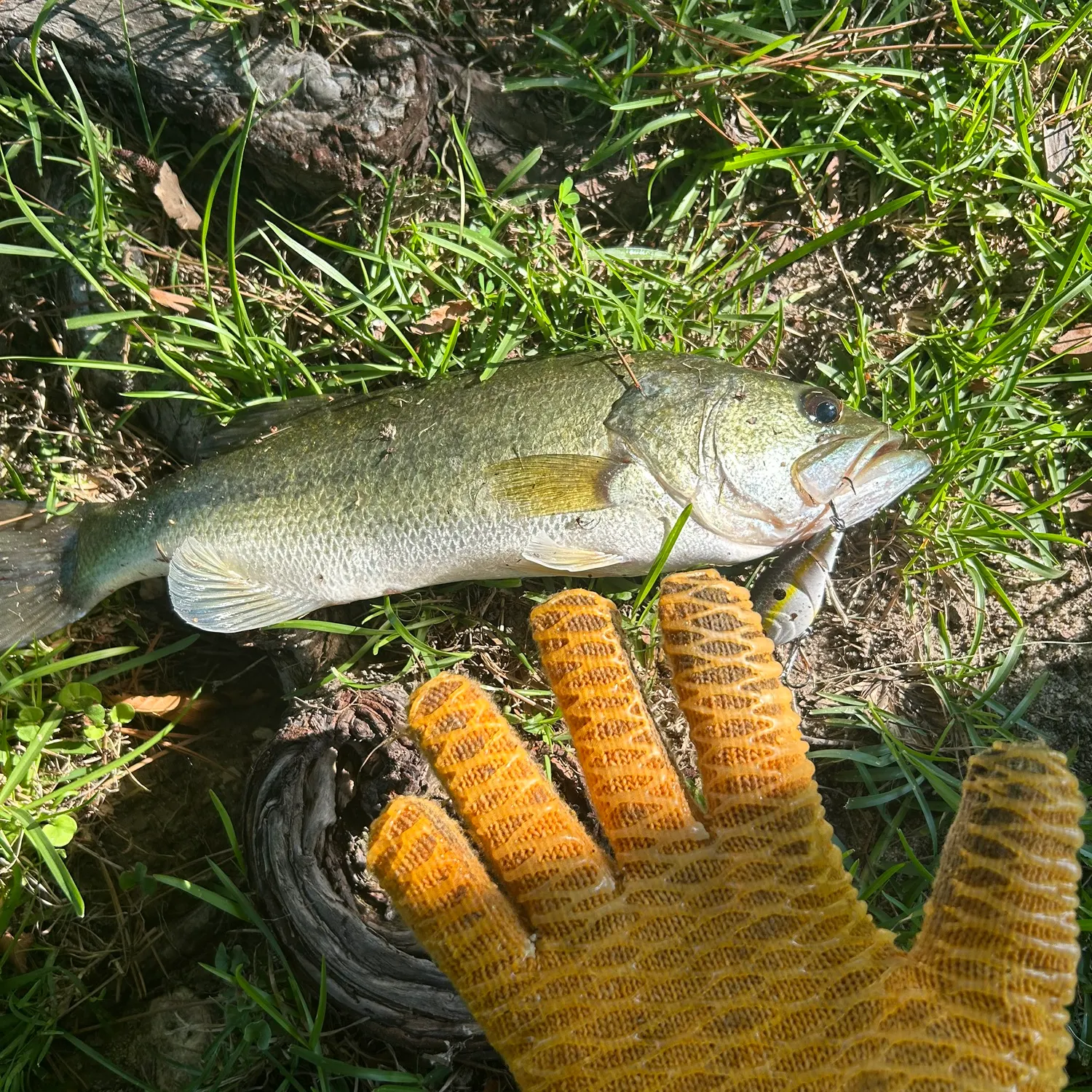 angler catch