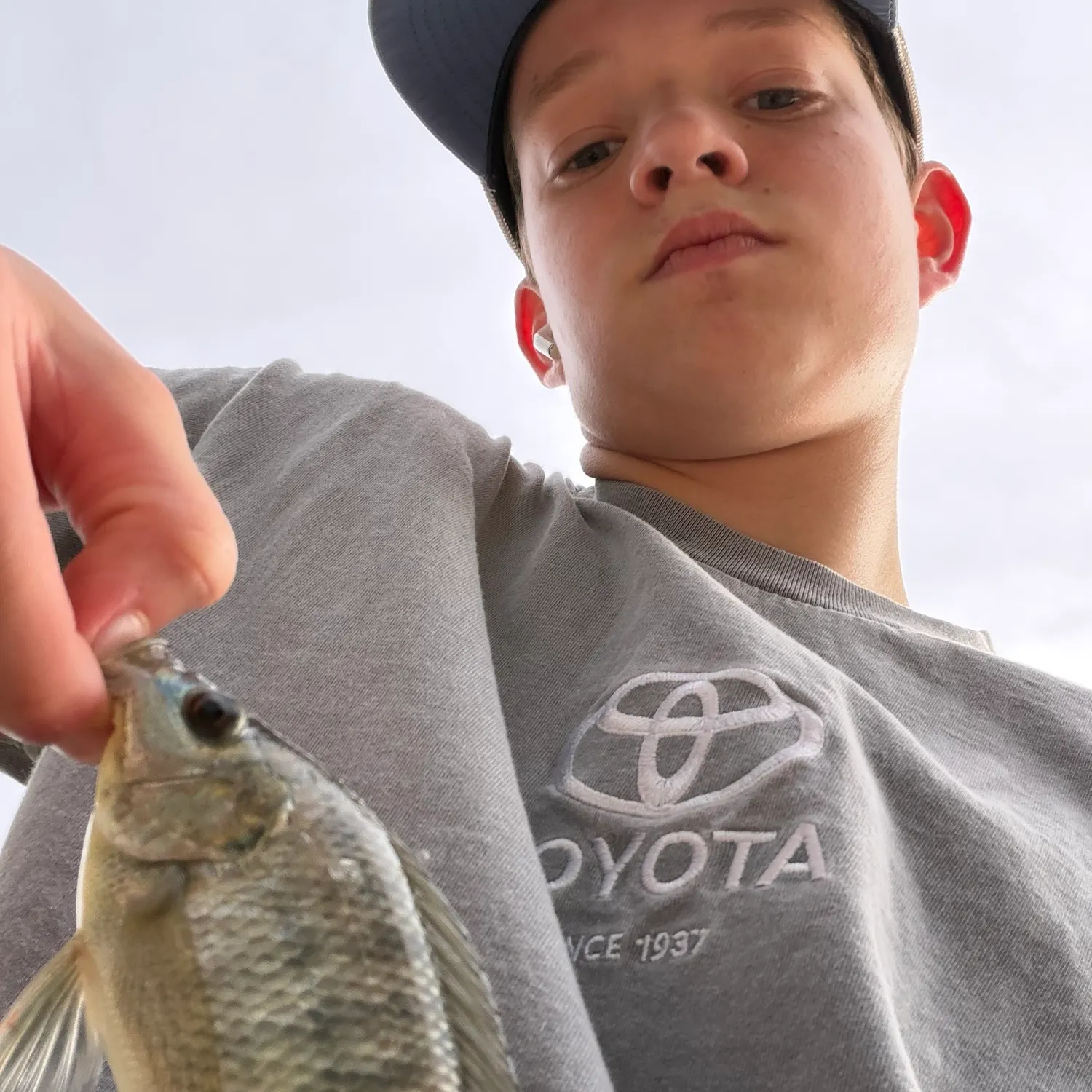 The most recent Redbreast tilapia catches on Fishbrain
