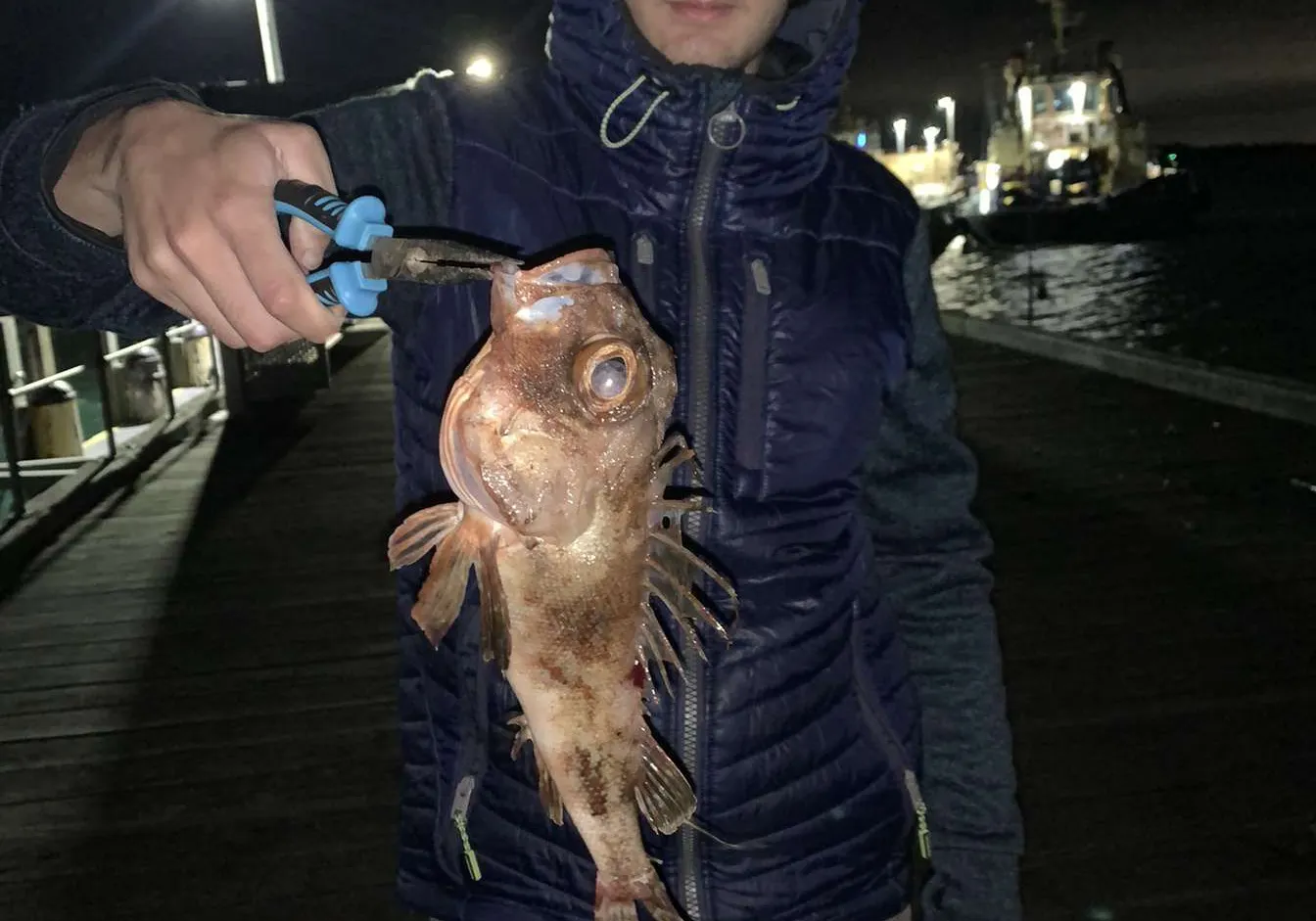 Common gurnard perch